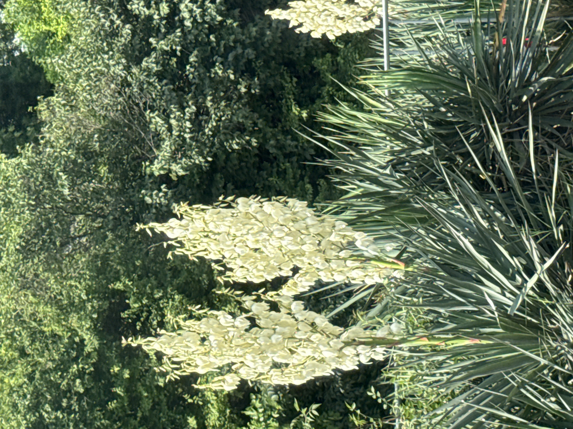 In an outdoor setting with lush green foliage in the background, two tall stalks of white flowers are prominently displayed. The flowers are clustered together, forming a dense, elongated bloom. The stalks emerge from a dense growth of long, sword-like green leaves, typical of a yucca plant. The overall scene is brightly lit by sunlight, casting shadows and highlighting the textures of the plants. The location is specified as Unknown, Unknown.