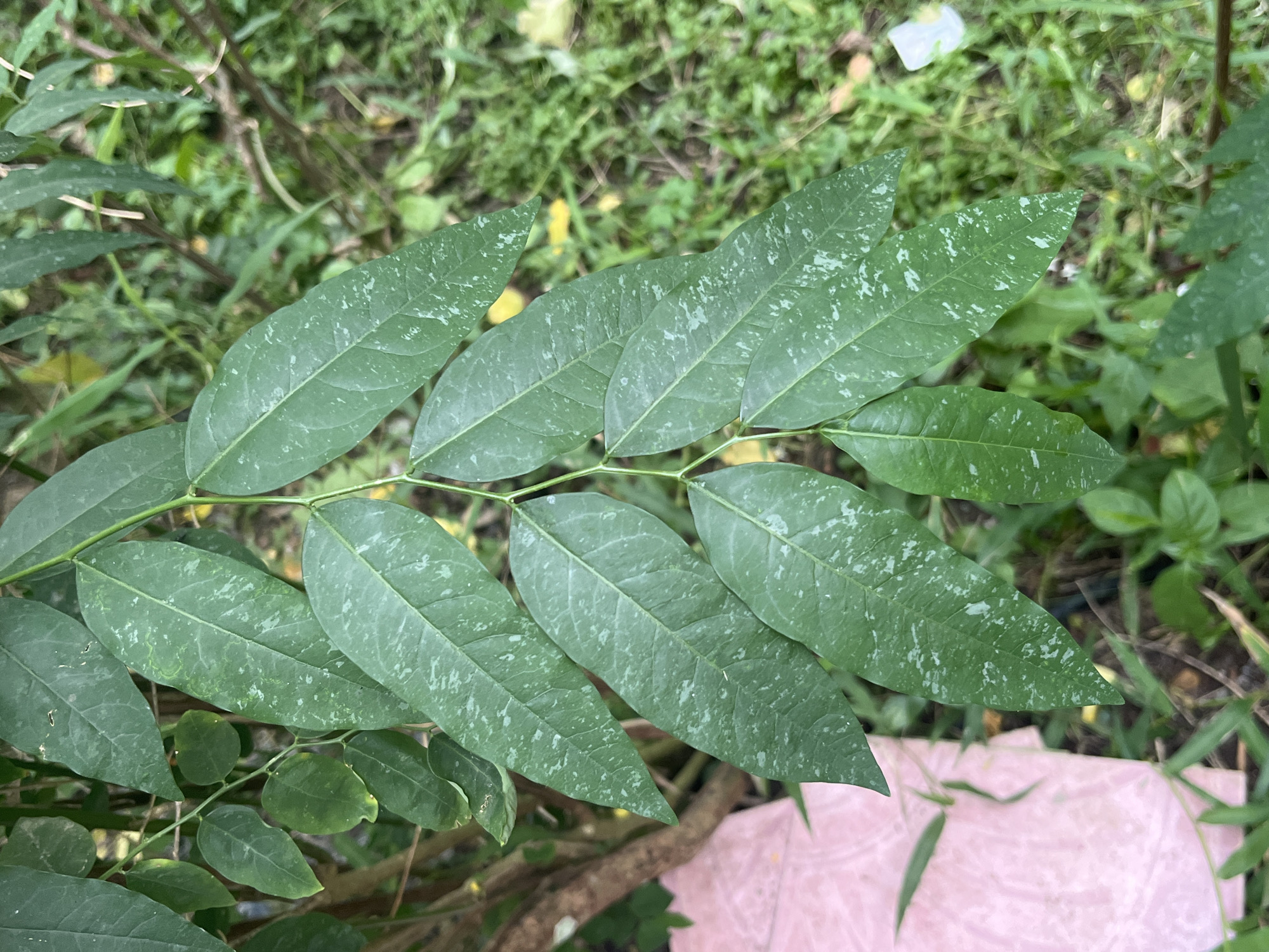 The image shows a close-up of a branch with multiple green leaves, some of which have white speckles. The leaves are elongated and pointed at the tip. They are arranged alternately along the stem. The background is blurred and consists of green foliage and some brown branches. To the left of the branch, a pink, textured surface is partially visible. The scene appears to be outdoors in a natural setting, possibly a garden or park. The image was taken in Meliau Hulu, Indonesia.