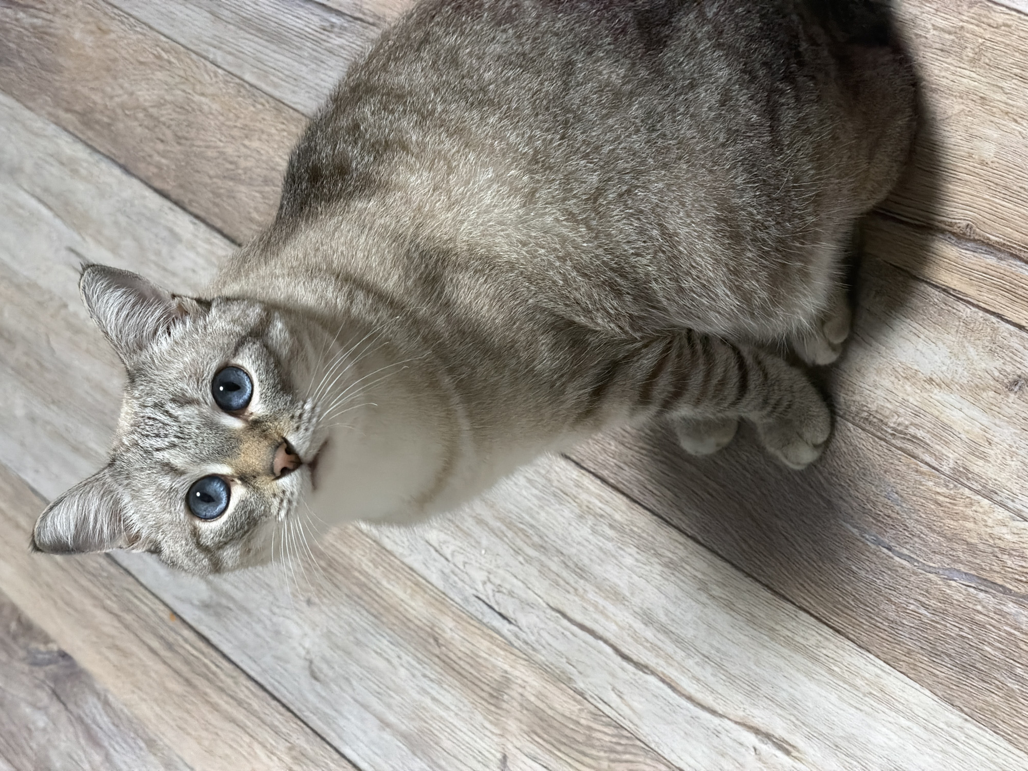 A light gray tabby cat with blue eyes lies on a wood-patterned surface. The cat is positioned diagonally with its head towards the lower left of the frame and body extending towards the upper right. The floor is made of beige wood planks with a vertical orientation. No people are visible. There is no evidence of the location being Perm, Russia.