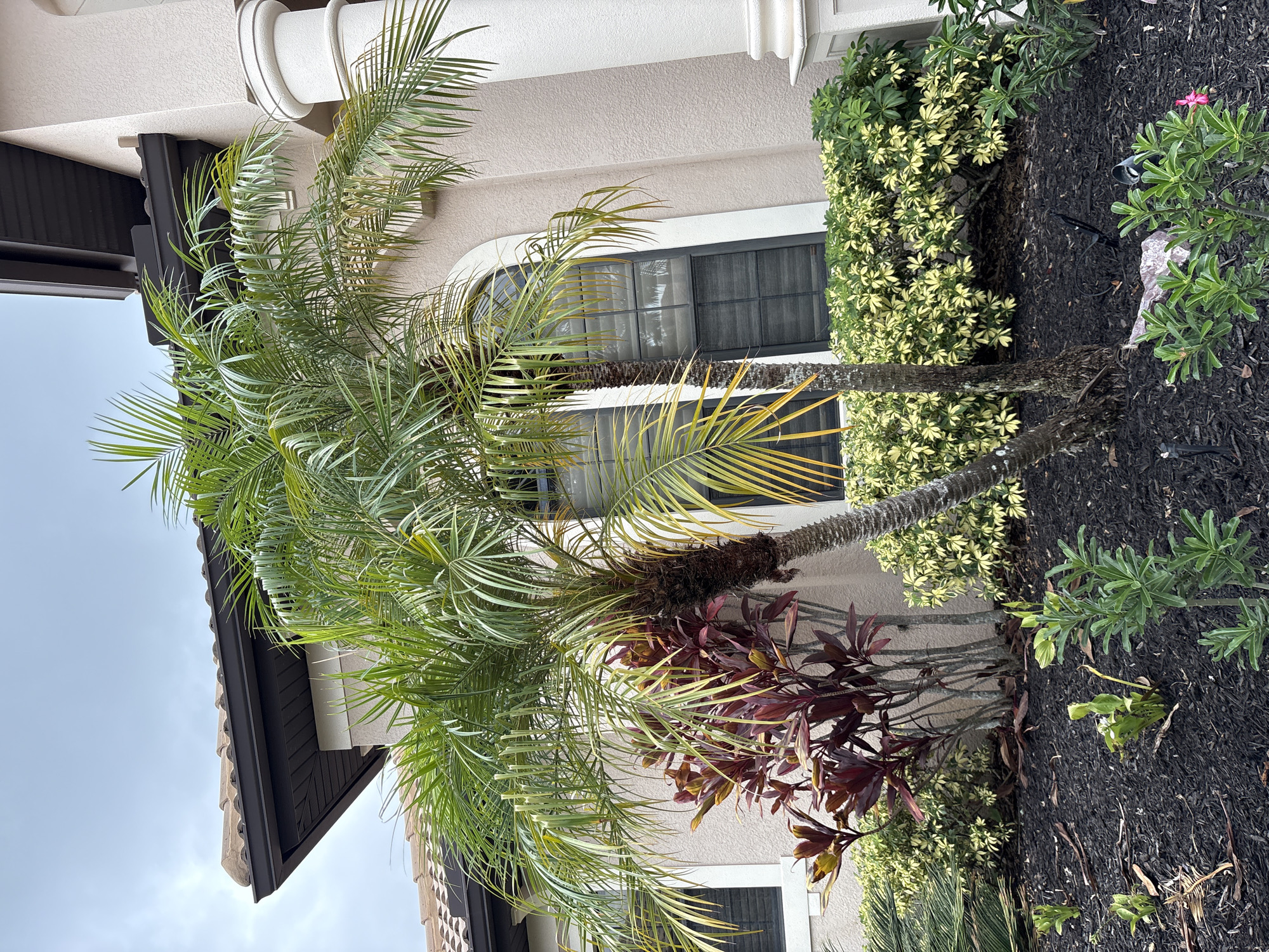 The image depicts a section of the exterior of a beige stucco house in Lakewood Ranch, United States. A tiled roof with dark brown gutters is visible at the top of the house. In the foreground, a landscaping area is mulched with dark brown material and features various plants. Prominently featured are two palm trees with lush green fronds. To the left of the palm trees, there is a cluster of plants with dark red and green leaves. Behind these plants, a variegated green and yellow shrub lines the base of the house. Two arched windows with dark screens are visible on the house, and a large white column stands to the right. The sky is overcast.