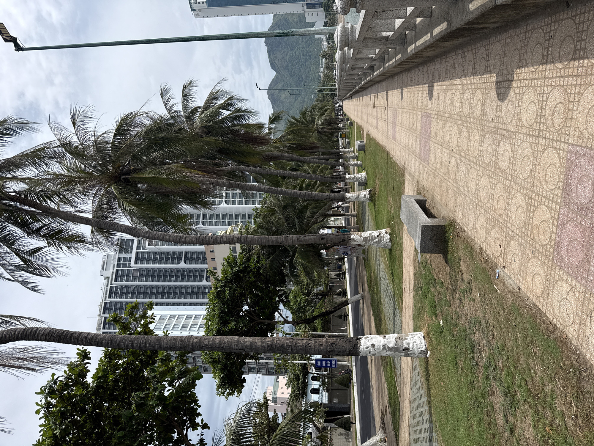 The image depicts a seaside promenade in Nha Trang, Vietnam. A tiled walkway runs along the coast, bordered by a concrete railing on the right. To the left of the walkway, a grassy area is dotted with palm trees, their trunks painted white at the base. A concrete bench is visible in the grassy area. Across from the promenade, a street is lined with palm trees and several tall buildings, including a modern white high-rise. In the background, lush green mountains rise under a cloudy sky. The scene appears to be a public space, possibly a park or a recreational area by the sea, with elements of urban development and natural scenery. There are no visible people in the immediate foreground, but the presence of a street and buildings suggests a populated area.