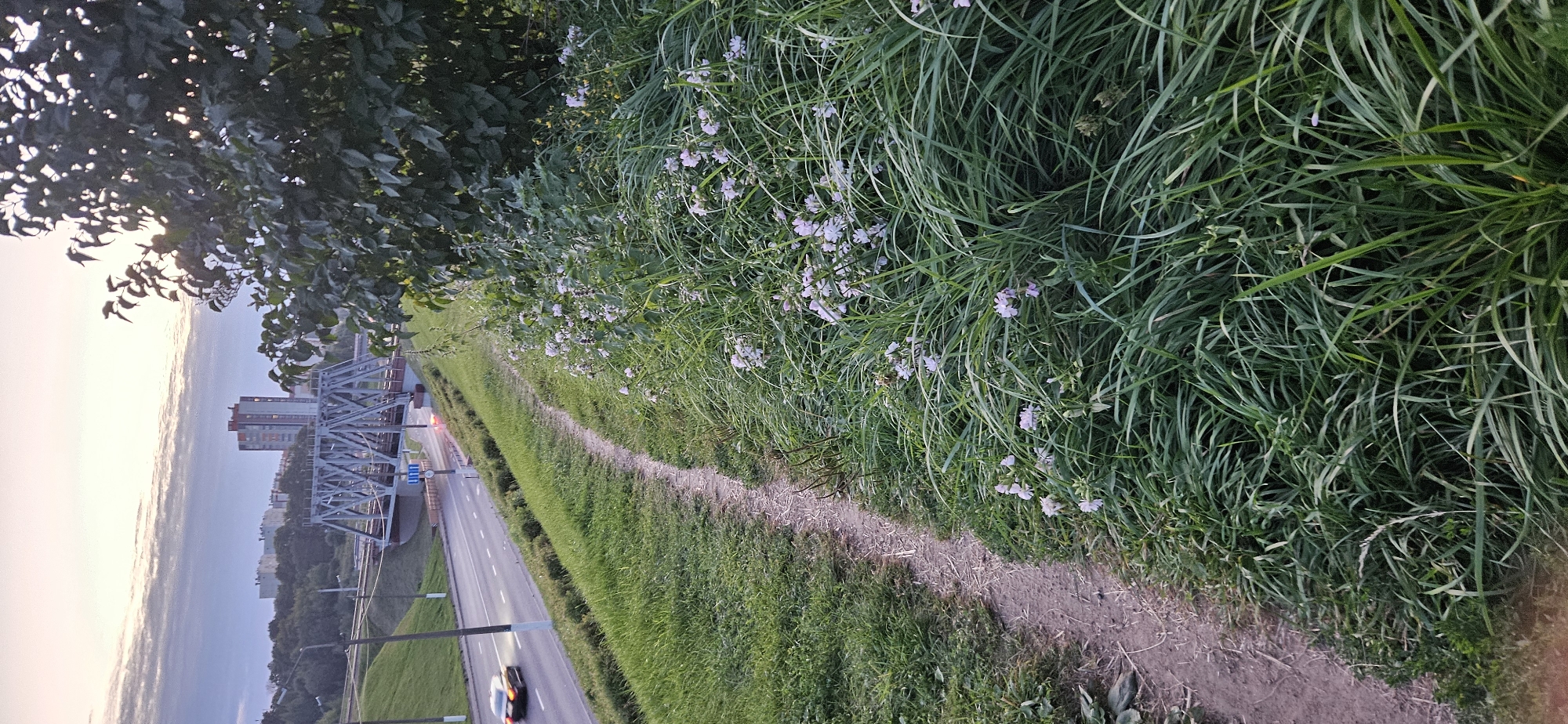 A dirt path curves along a grassy embankment next to a multi-lane road. On the road, a yellow car is driving towards the left of the frame. In the background, a train bridge spans across the road, with train tracks visible on top. Beyond the bridge, buildings, including a tall, modern structure, are visible in the distance, along with a line of trees. The sky is overcast with streaks of clouds. The embankment is covered in green grass and dotted with small white and pink wildflowers. A large tree with dark green leaves is situated on the right side of the frame, partially obscuring the background.
