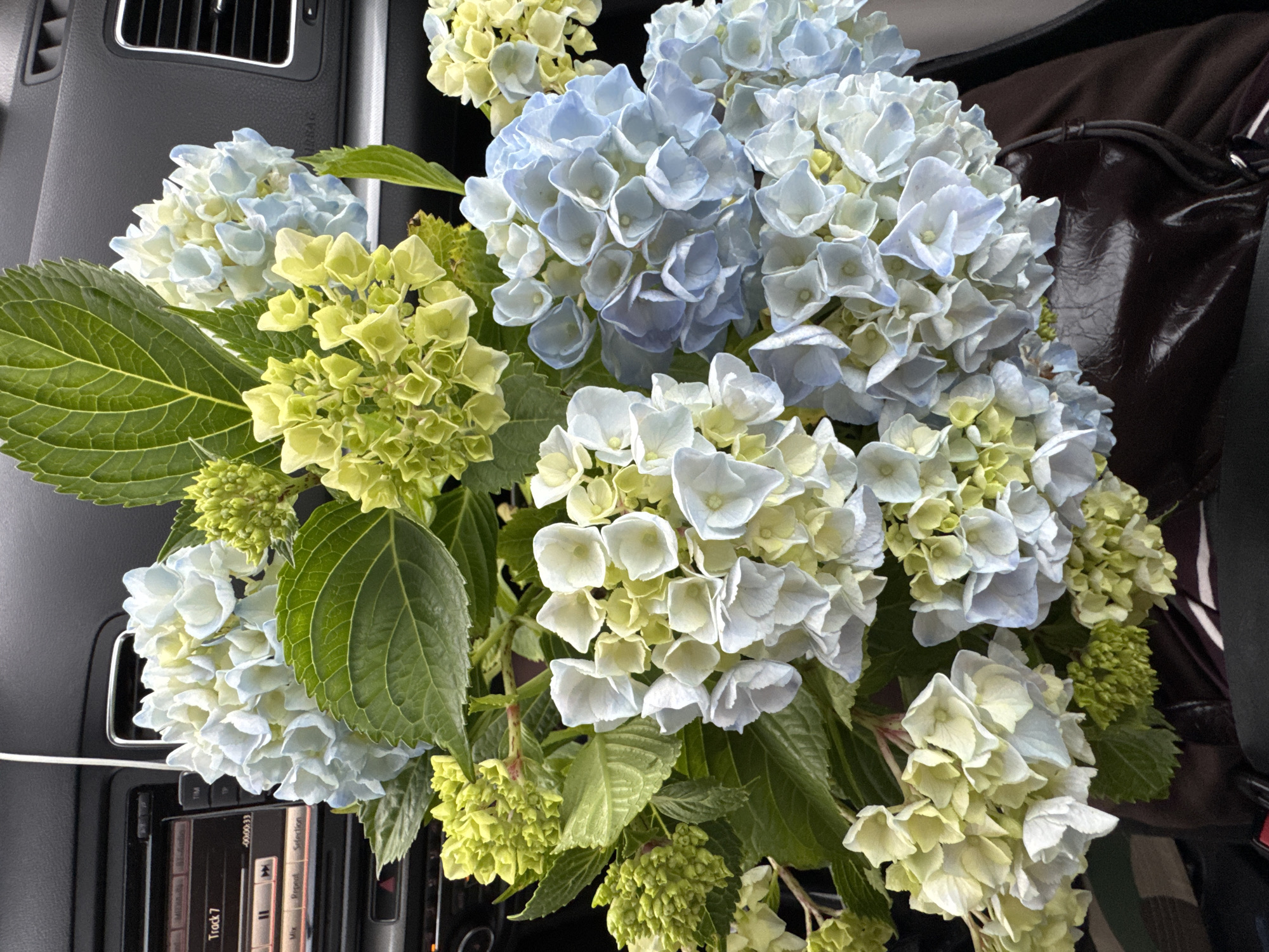 A bouquet of hydrangeas, with flowers in shades of light blue, white, and pale green, is positioned in the front passenger seat of a vehicle. The dashboard of the car, with its dark grey and black plastic finish, is visible behind the flowers. A car's audio system display, showing "Track 7" and playback controls, is also visible. The vehicle appears to be parked, as indicated by the ambient lighting and the arrangement of the flowers. The overall scene suggests a casual, everyday moment within an urban environment, though the specific city is not identifiable.