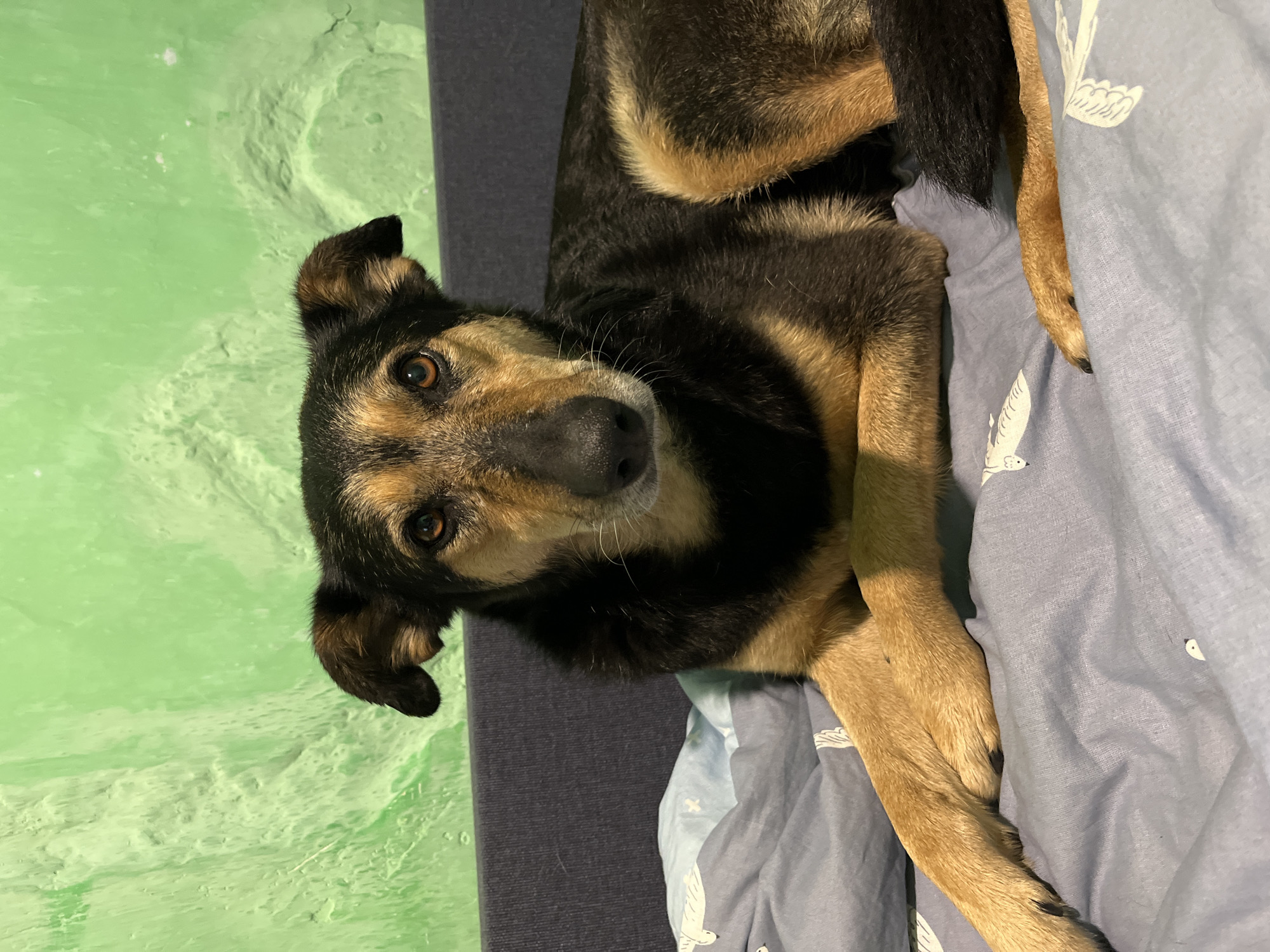 A dog with black and tan fur is lying on a bed with light blue sheets that have a white bird pattern. The dog's head is tilted towards the viewer, and it is looking directly at the camera. The background includes a green wall and a dark blue surface, possibly a bed frame. The location is not discernible from the image.