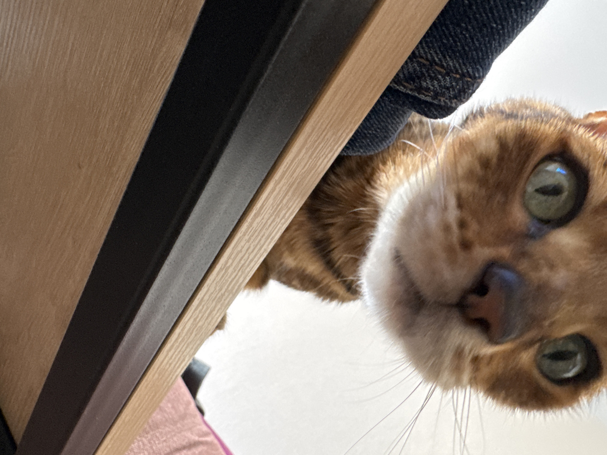 The image shows a close-up view of a tabby cat's face from below, as if the viewer is lying on the floor looking up. The cat's nose is prominent, and one eye is clearly visible with green coloration. The cat's whiskers are long and white. In the background, there is a wooden structure consisting of several pieces arranged side-by-side. Adjacent to the wood, there is a black element and a denim-like fabric is partially visible. The background also includes a light pink element, and an off-white or light-colored surface.