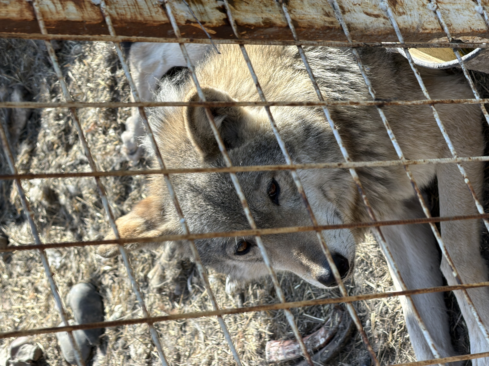 A wolf is seen behind a rusty wire cage. The wolf is tan and gray with focused eyes. The environment within the cage is dry with scattered debris. The image originates from Таскино, Russia.
