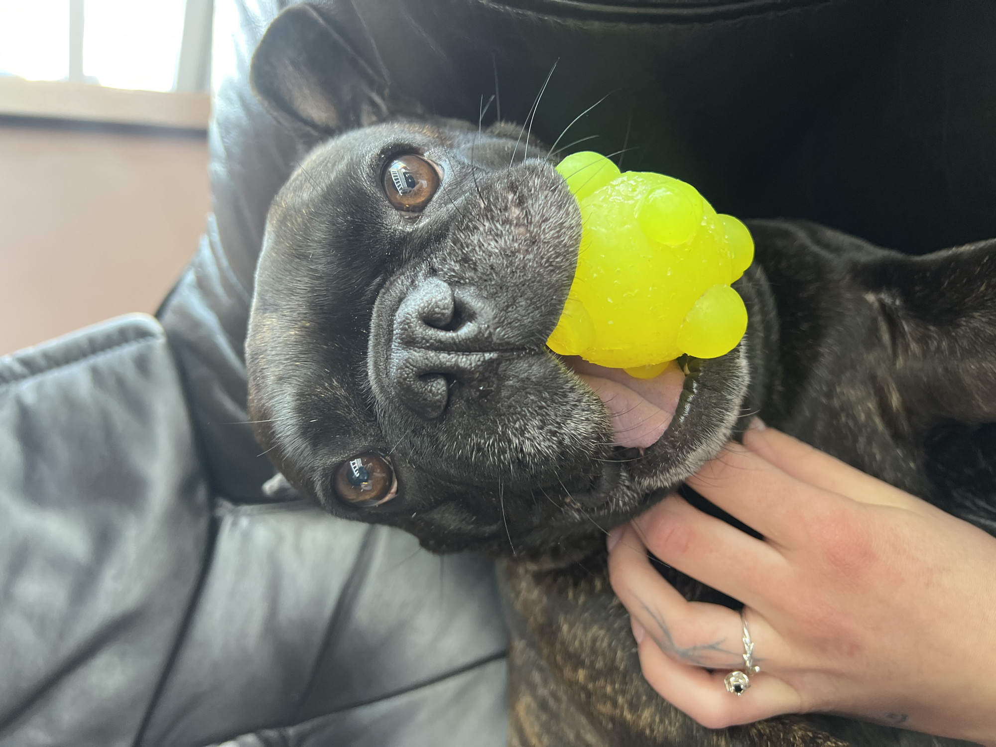 A brindle-colored French Bulldog is held upside down, playing with a yellow, textured toy. The dog's brown eyes are visible. A person's hand is holding the dog's face, adorned with a ring on the ring finger. The background appears to be a dark leather surface, possibly a couch. The location is unknown and there is no information to suggest the image was taken in Ternopil, Ukraine.