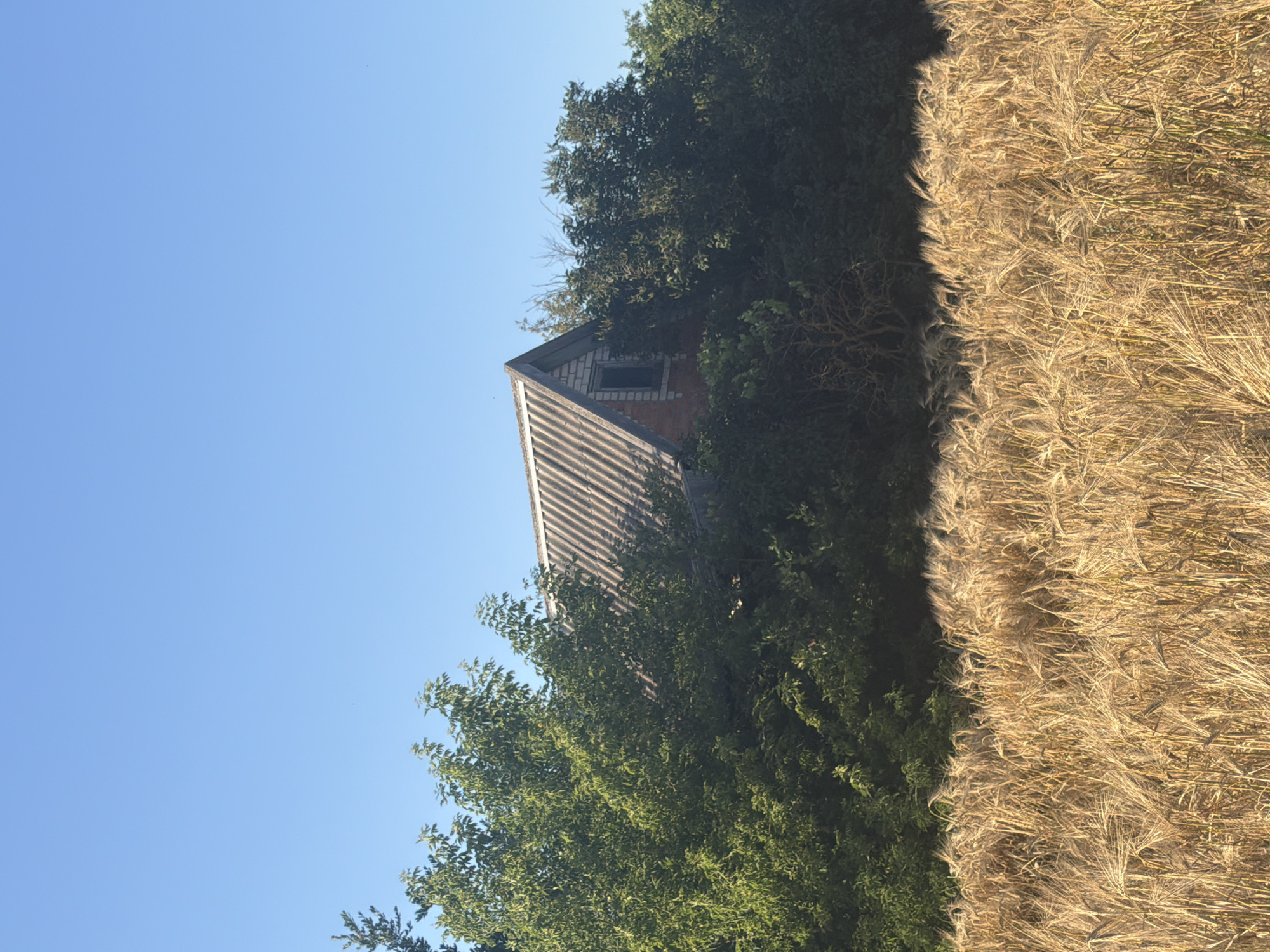 A weathered, multi-story building with a corrugated roof is partially obscured by dense green foliage. The building appears to be constructed of brick and has a small, dark-paned window visible in its gable. In the foreground, a field of golden wheat or barley stalks sways gently under a clear blue sky. The scene depicts a rural or semi-rural setting, possibly on the outskirts of Leningradskaya, Russia. No people or animals are visible in the image. The lighting suggests it is daytime, likely late morning or early afternoon.