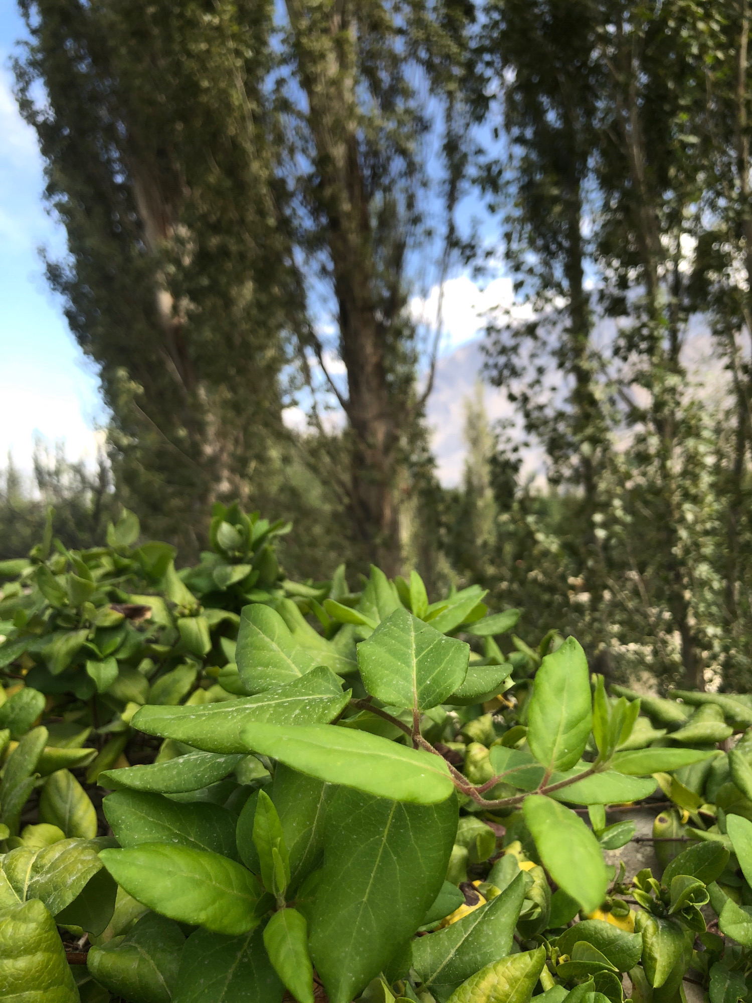 A low-angle outdoor shot focuses on lush green foliage in the foreground, with a blurred background of tall trees and a bright blue sky. The leaves in the foreground are varied in size and shape, some appearing glossy and others slightly matte, with a few showing hints of yellowing. Thin, reddish-brown stems intertwine with the leaves. In the background, the trunks of several tall, slender trees are visible, their upper branches and foliage appearing as a soft green blur against the sky. The sky is a clear, bright blue with some wispy white clouds. The overall scene suggests a natural, outdoor environment, possibly a park or a wooded area. The location is described as Unknown, Unknown.