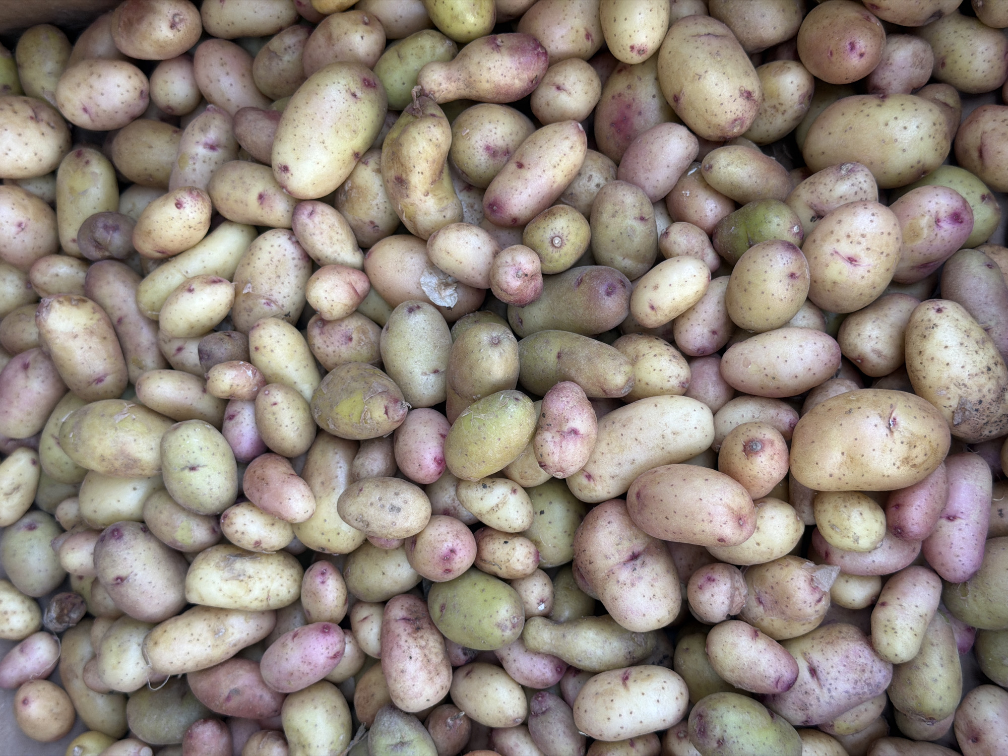 A dense collection of small potatoes fills the frame. The potatoes vary in color, ranging from yellow and beige to pink and green hues. The potatoes are mostly oblong or oval, with some having irregular shapes. The surface of the potatoes is generally smooth, with occasional dirt or spots. The composition fills the frame completely, suggesting a large pile or container of potatoes. The image does not contain any people, actions, or interactions. There is no visible indication of the location being Rostov-on-Don, Russia.