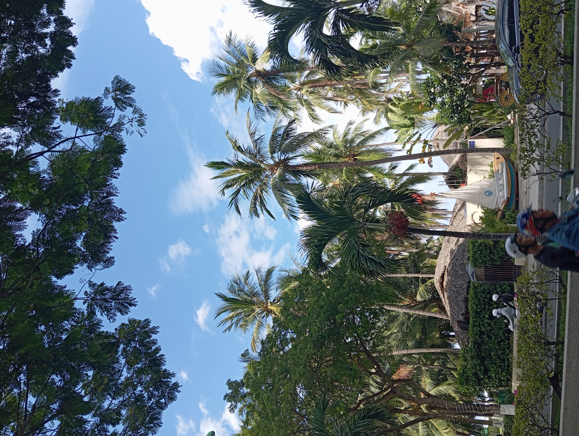 This is a street-level, eye-level, vertical, medium shot photograph taken in Nha Trang, Vietnam, likely during daylight. The scene depicts a tropical roadside environment with lush greenery and palm trees dominating the upper portion of the frame.
In the foreground, a paved road with a distinct separation barrier runs horizontally across the image. Several individuals on motorbikes are visible on this road. Two individuals in helmets are riding side-by-side on one motorbike in the middle-left of the frame. Further to the right and partially blurred, another motorbike with two occupants, also in helmets, is moving away from the camera. A black car is parked or moving on the far right side of the road.
Beyond the road, a low, manicured hedge lines the sidewalk. Behind the hedge, several structures with thatched roofs are partially visible, suggesting a resort or restaurant. A decorative sailboat, appearing to be a seating area, is positioned in front of one of these buildings. Numerous palm trees and other tropical vegetation create a dense canopy, with the sky and scattered white clouds visible through the foliage. The overall impression is one of a vibrant, tropical urban setting.