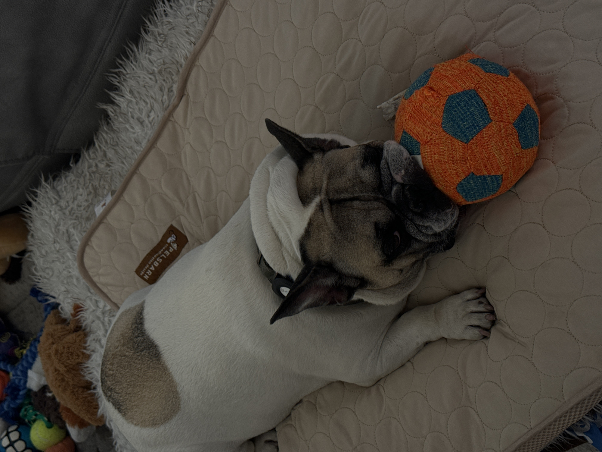 A French bulldog is lying on a beige quilted mat. The dog is mostly white with fawn markings on its face and a large fawn patch on its back. It is resting its head on an orange and blue soccer ball toy. In the background, there are various dog toys, a fluffy grey rug, and a portion of a dark grey couch. The scene appears to be indoors, likely in a residential setting in Henderson, United States of America.
