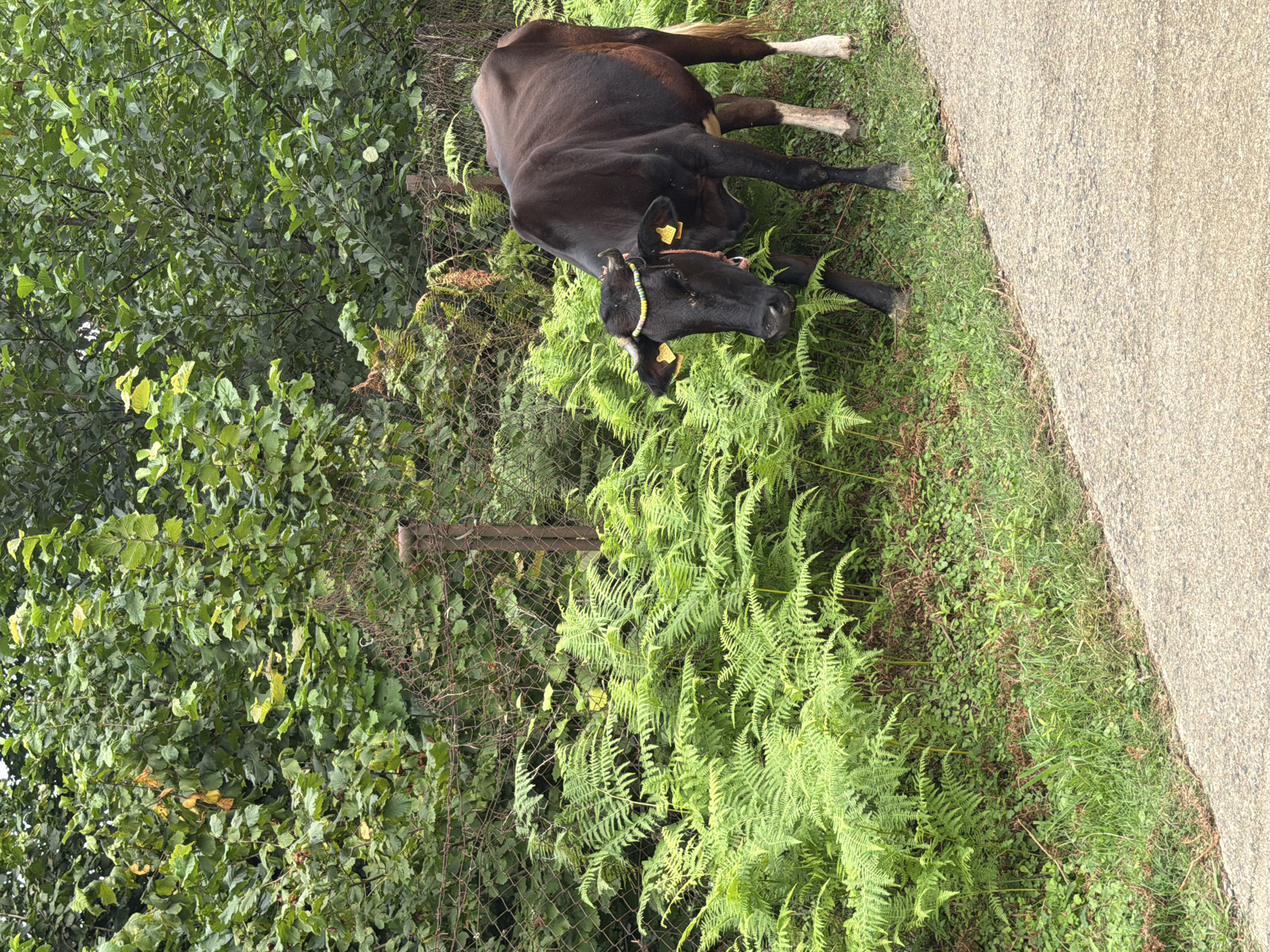 In Kveda Sameba, Georgia, a dark-colored cow stands on the side of a paved road, facing left. The cow has white markings on its lower legs and a beaded string around its neck. It is adorned with yellow tags on its ears and has small horns. Behind the cow, a dense growth of bright green ferns flourishes, interspersed with a chain-link fence and lush green foliage from trees and bushes. The road surface is a light gray asphalt with visible texture. The overall environment suggests a rural or semi-rural setting with abundant vegetation.