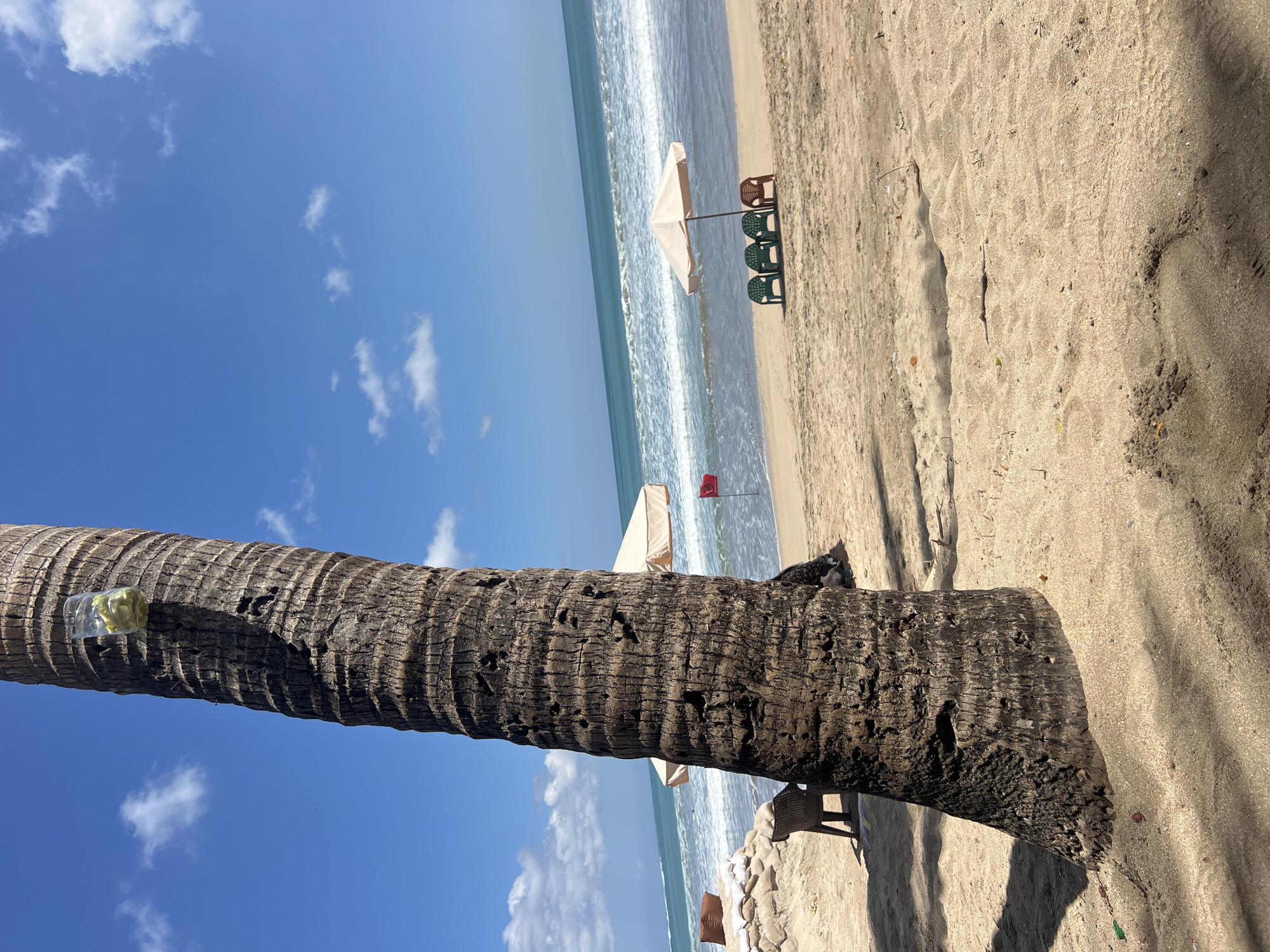 This image captures a sunny day at Kuta Beach, Indonesia, with a close-up view of a large palm tree trunk in the foreground, partially obscuring the beach scene behind it. The tree has a rough, textured bark and a clear plastic bottle filled with green items, possibly fruit, is attached to its trunk. The beach itself is covered in light brown sand.
In the middle ground, the ocean is visible with moderate waves breaking on the shore under a bright blue sky dotted with scattered white clouds. A beige beach umbrella stands open on the sand, accompanied by four plastic chairs – three green and one brown – arranged in front of it. Further to the left, there are sandbags, a dark brown chair, and a brown pillow. A small red flag is planted in the sand near the water's edge. The overall impression is that of a typical tourist beach setting.
