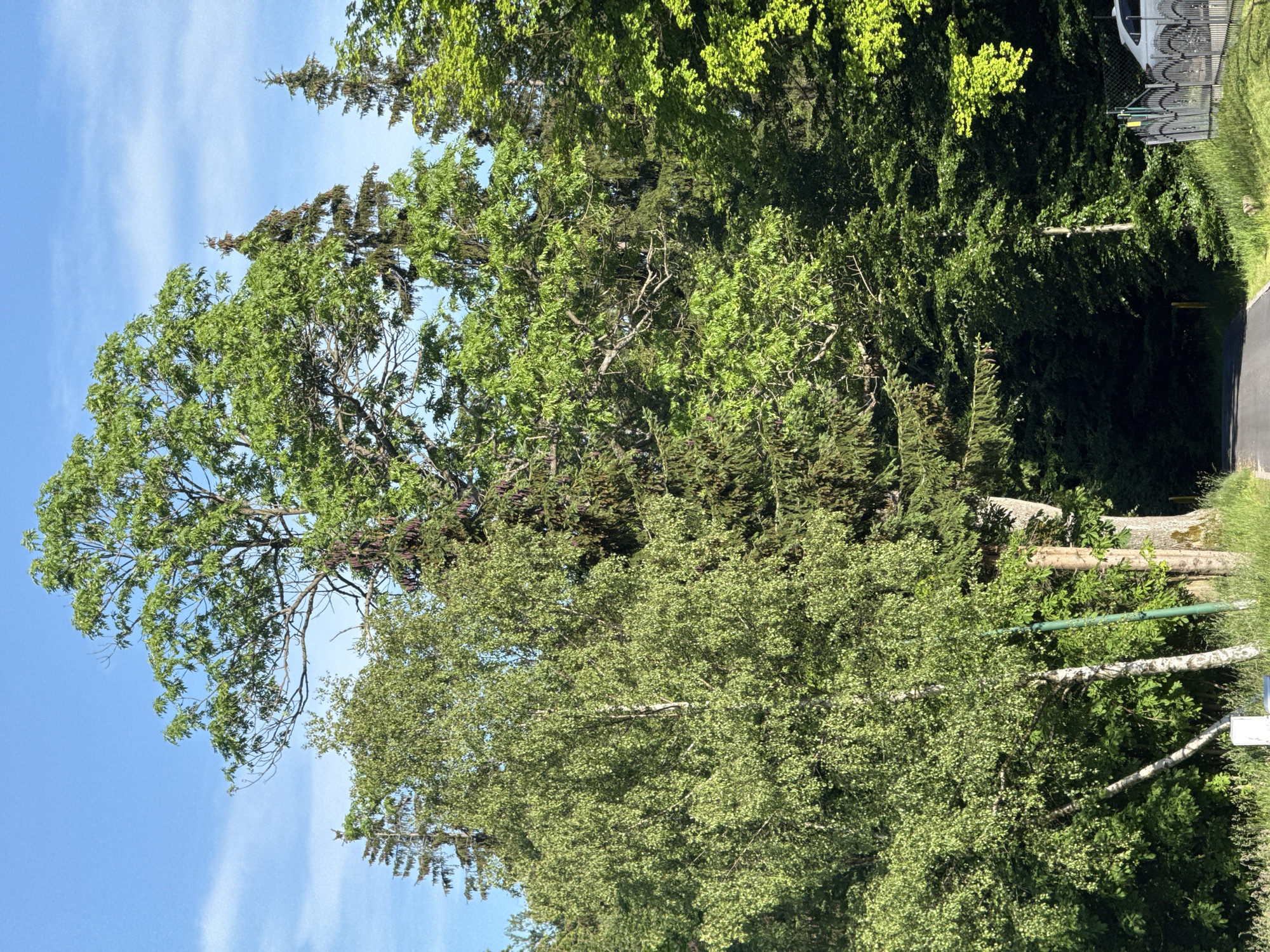 The image depicts a rural road flanked by dense green trees and foliage under a bright blue sky. In the foreground, the road curves gently to the right, with grassy verges on either side. To the left of the road, several birch trees with white bark stand out against the darker greenery of other trees. A light-colored signpost is visible near the base of the birch trees. To the right of the road, a black metal fence borders a property, behind which a white car is partially visible. The trees are varied in species and height, creating a layered effect of light and shadow. The overall impression is one of a peaceful, natural setting, likely in a suburban or rural area. This scene is consistent with the landscape found in and around Szklarska Poręba, Poland, a town known for its mountainous terrain and extensive forests.