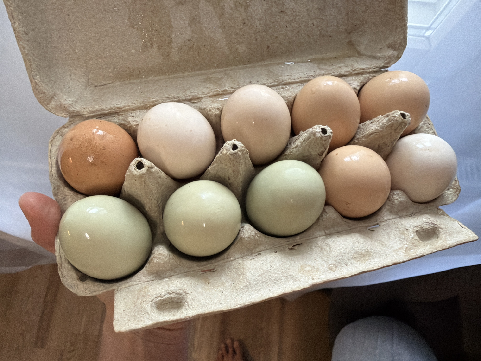 An open, light brown cardboard egg carton, designed to hold a dozen eggs, is depicted being held by a person's hand. The carton contains ten eggs of various natural shell colors. The top row, from left to right, holds a brown egg, a creamy white egg, a light brown egg, another light brown egg, and a final white/cream egg, with one slot empty on the far right. The bottom row, also from left to right, contains a pale greenish-blue egg, another pale greenish-blue egg, a light brownish-peach egg, a third pale greenish-blue egg, and a white/cream egg, with one slot empty on the far right.
The eggs appear fresh, with some exhibiting a slight sheen on their surfaces. The person's left hand is visible on the left side, supporting the carton. In the lower right background, a person's lower leg and foot, partially clad in light-colored attire, are visible. The setting appears to be indoors, with a warm-toned wooden floor in the lower portion of the image and a brighter, possibly white or light-colored surface or wall in the upper background. There is no visible text on the carton or the eggs. The lighting suggests a well-lit interior, possibly during the daytime.