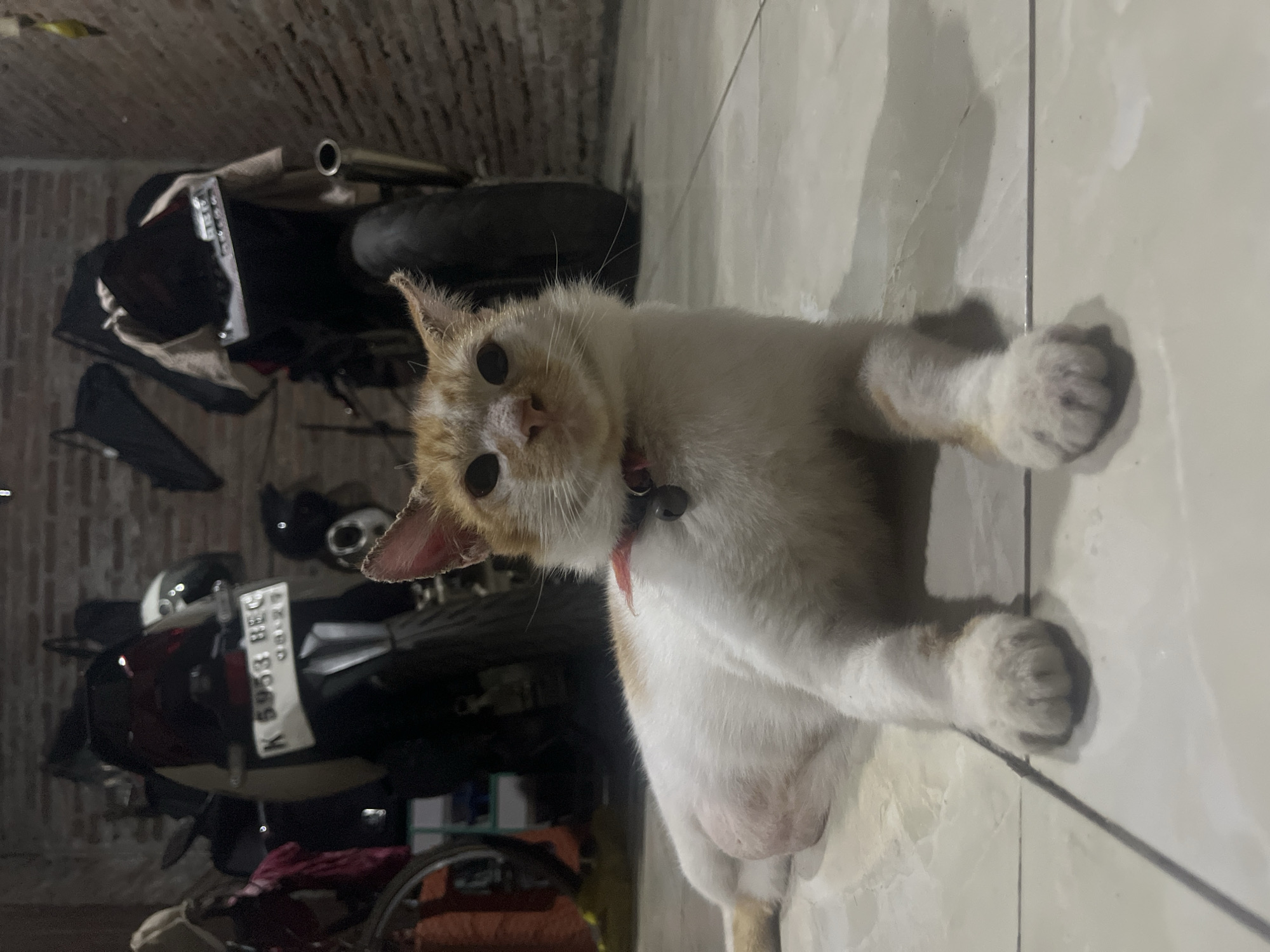 A ginger and white cat with a red collar and bell is lying on a tiled floor in what appears to be a garage or storage area. Two motorcycles are parked in the background, and a brick wall is visible behind them. The cat is looking directly at the camera with its ears perked. One of the motorcycles has a license plate that reads "K 5953 BEC". The overall lighting is dim, suggesting the photo was taken at night or indoors. The image does not provide enough information to determine the specific location within Karangrandu, Indonesia.