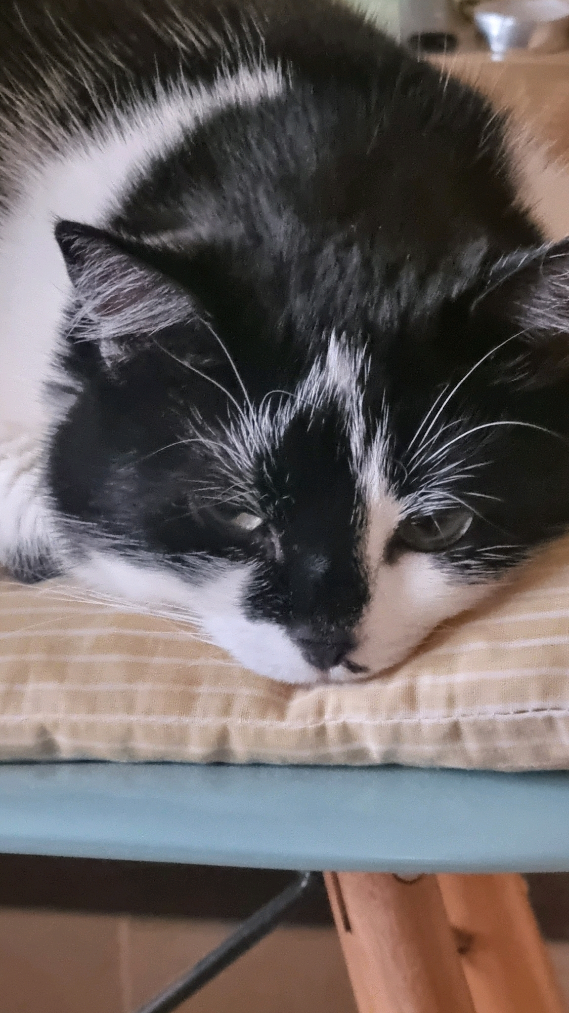 A close-up shot shows a black and white cat resting its head on a light yellow, striped cushion. The cat is facing slightly to the right, with its eyes partially open and looking forward. The background is blurred and appears to be an indoor environment. There is no information in the image to suggest a location in Kyiv, Ukraine.