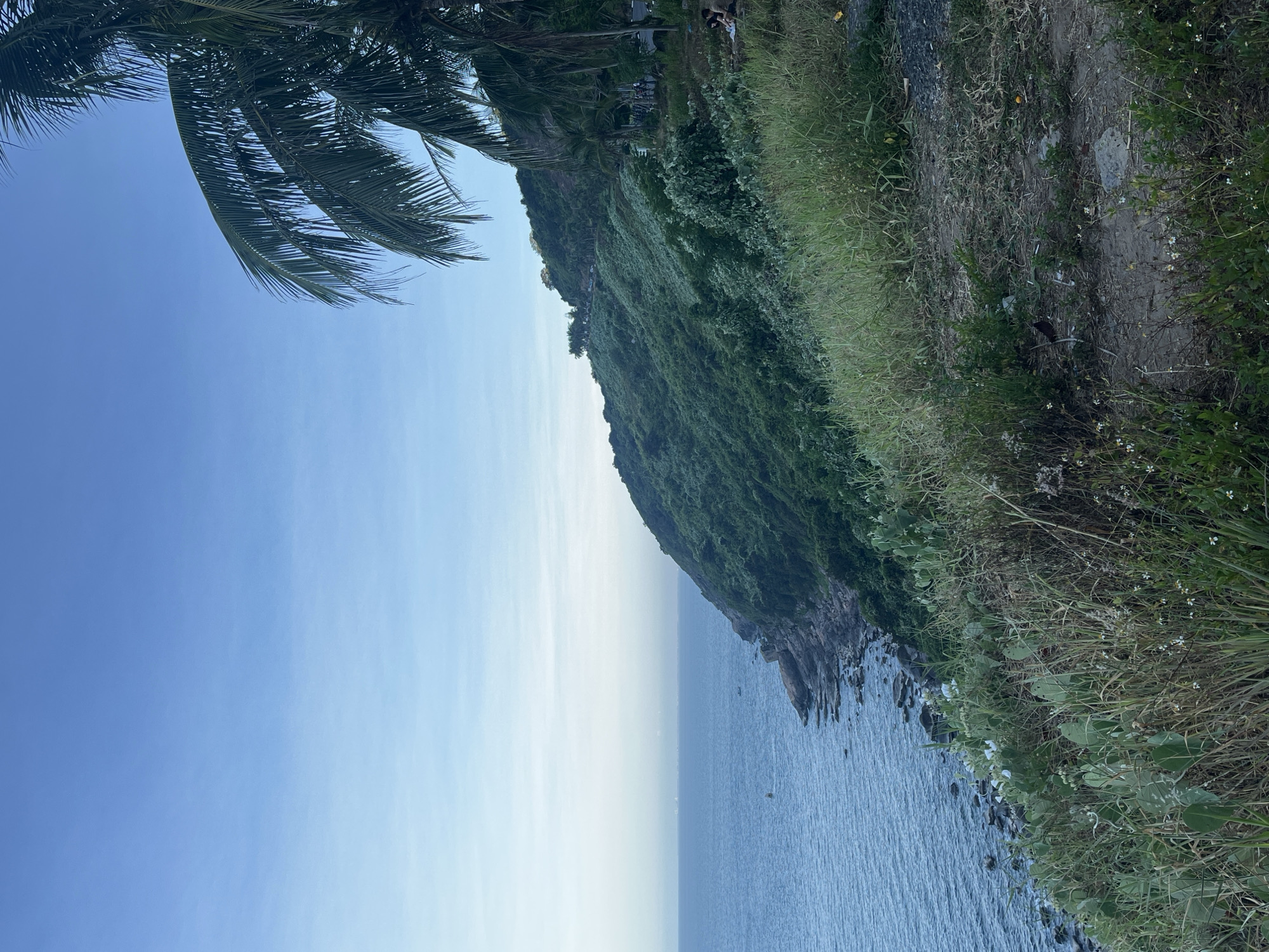 The image shows a coastal scene with a blue sky and ocean. A vegetated cliff slopes down to the ocean's edge. A palm tree is visible in the upper left corner. A path or road runs along the top of the cliff, bordered by grass and foliage. The location is likely in Đà Nẵng, Vietnam, given the tropical vegetation and coastal landscape. There is evidence of human presence along the path.