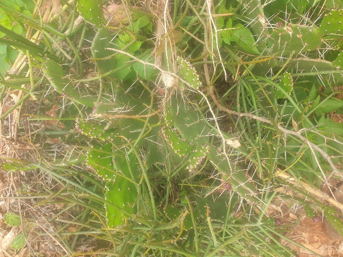 The image displays a dense patch of vegetation located in the city of Machakos, Kenya. The primary subjects are multiple green, flattened cactus pads, identified as *Opuntia* species, densely covered with sharp, prominent white spines. Several small, spherical, reddish-purple fruits are visible on some of these cactus pads. Interspersed among the cacti are numerous thin, erect, cylindrical green succulent stems, consistent with *Euphorbia tirucalli*. Additional broad-leafed green foliage and dry, light brown organic debris are visible throughout the composition. Patches of exposed reddish-brown soil are discernible beneath the plant growth, particularly in the lower left and upper areas. No human subjects, animals, or man-made objects are present. The scene is outdoors under natural, diffused lighting conditions.