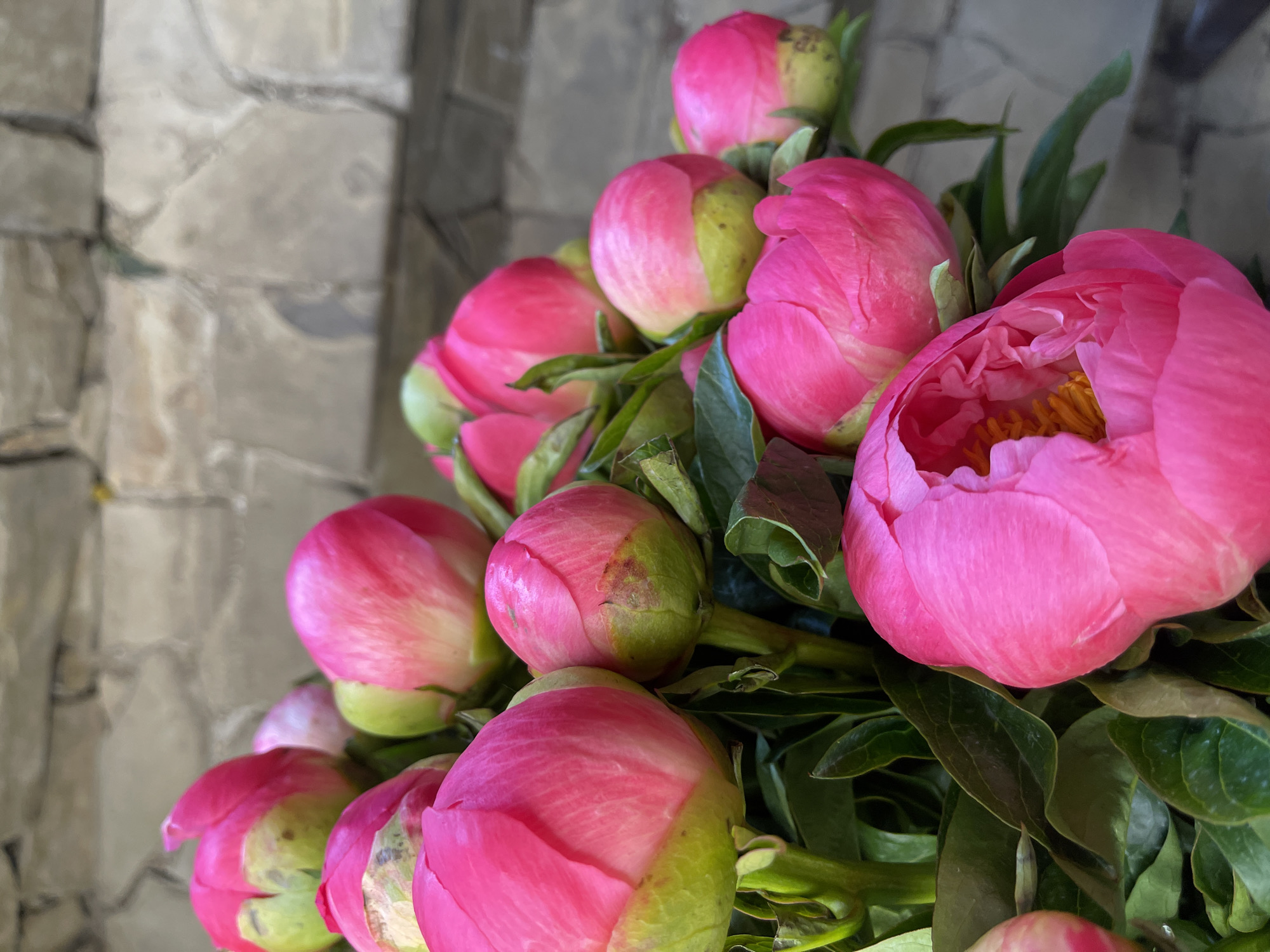 A close-up, eye-level shot shows a bouquet of vibrant pink peony buds with green sepals, set against a blurred background of a stone wall. The flowers, in various stages of bloom, are the dominant subject. Some buds are tightly closed, while others show hints of unfurling petals, revealing a touch of yellow stamens in one partially opened bloom. Dark green leaves form a lush base for the flowers. The stone wall behind is composed of irregular, light-colored blocks, creating a textured backdrop. The scene appears to be outdoors, likely in the city of Kommunarka, Russia, given the stone wall's appearance which could be part of a building exterior or garden feature. There are no people or animals visible in the image. The lighting suggests it is daytime, with soft illumination that highlights the texture of the petals and leaves.