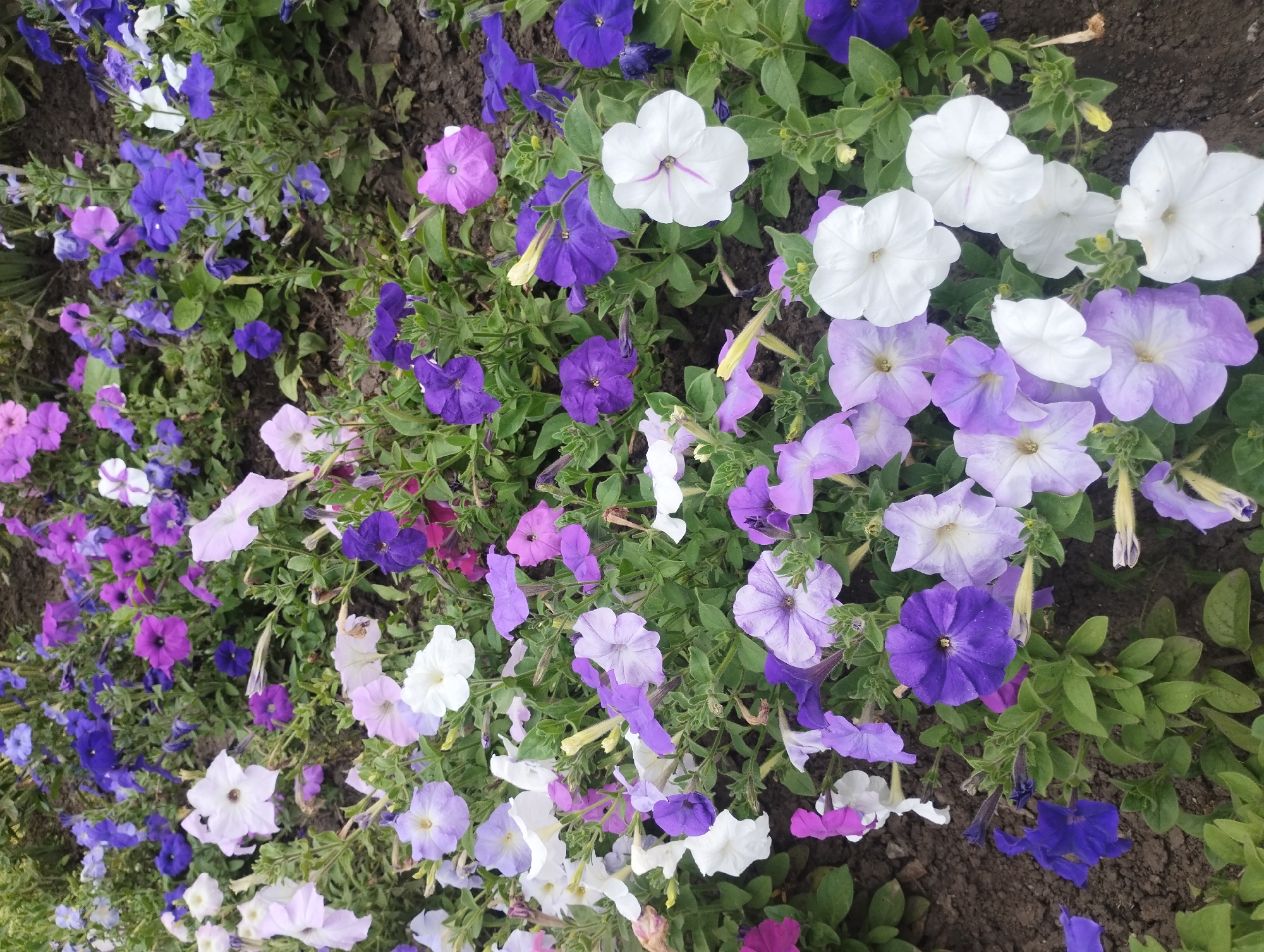 The image depicts a close-up, eye-level view of a flowerbed densely populated with petunias of various shades of purple, lavender, and white. The flowers are in bloom, with some petals showing slight wilting or damage. Green leaves and stems are interspersed among the blossoms, and the background consists of dark soil. There are no people or animals visible in the frame. The lighting suggests it is daytime, possibly overcast due to the diffused light. The scene appears to be an outdoor garden or park. No specific landmarks within the city of Sumy, Ukraine, are identifiable.