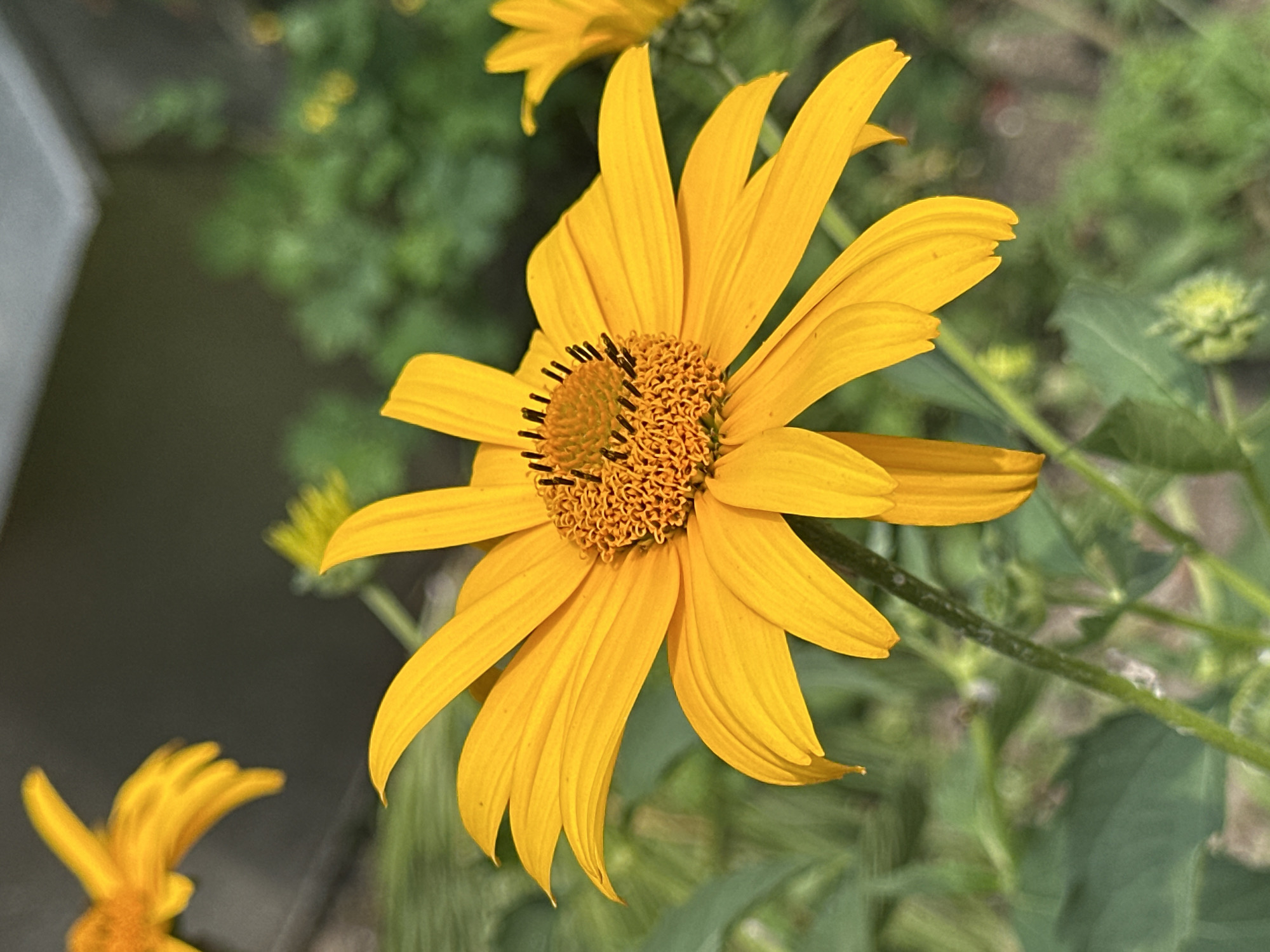 A close-up, eye-level shot shows a vibrant yellow flower in the foreground, with its petals fanned out and a textured, circular center filled with smaller, seed-like structures and dark stamens. The flower's stem is visible, extending downwards. In the background, out of focus, are green foliage and hints of another yellow flower to the left, along with a blurred grey structure that appears to be a building or fence. The lighting suggests it is daytime, possibly with sunlight casting gentle shadows. The scene is outdoors in a natural setting, likely a garden. There are no people or animals present. The image does not contain any information that would allow for its location to be identified as Yessentuki, Russia.