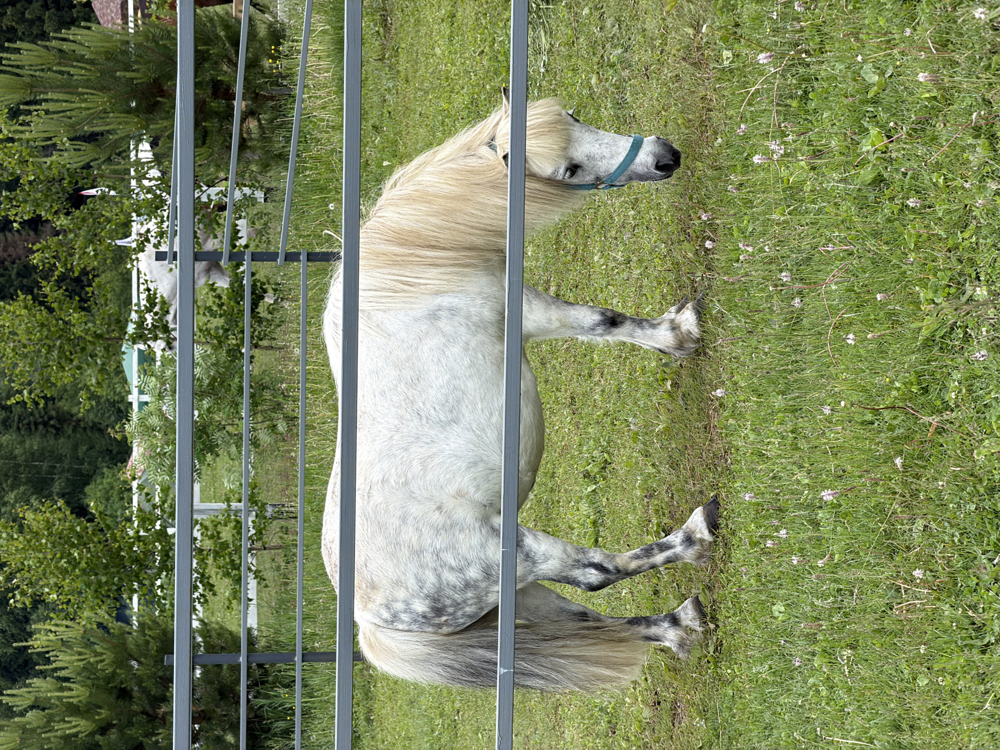 The image displays a white and grey dappled pony grazing in a grassy enclosure, stated to be located in the city of Kechur, Russia. The pony is centered, facing right with its head lowered to the ground, actively eating grass. It possesses a light-colored, possibly cream or blonde, long mane and tail. Its coat is primarily white with distinctive grey dappling, particularly noticeable on its hindquarters and legs. A blue halter is visible on the pony's head. A grey metal fence, composed of multiple horizontal bars, traverses the mid-ground, partially obstructing the pony's body. The foreground shows a vibrant green grassy field dotted with small pink and white wildflowers. In the background, beyond the fence, a dense arrangement of green trees and bushes is visible. Further back, a white wooden fence and at least two other light-colored horses or ponies are faintly discernible amongst the foliage. A structure with a dark roof and a red and white flag are also present in the distant background on the right. No individuals are depicted in the scene.