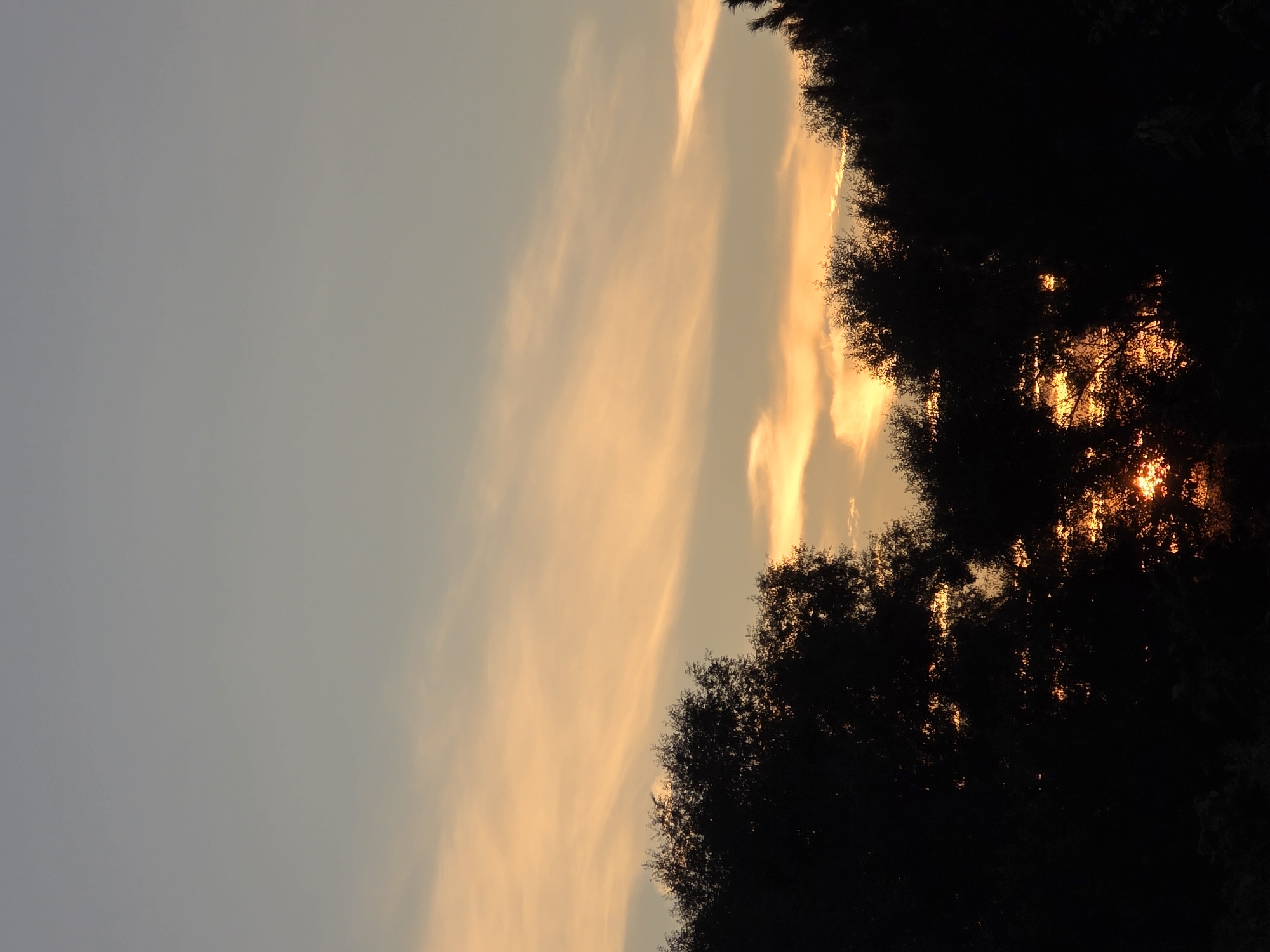 The image depicts a sunset scene with the sun setting behind silhouetted trees. The sky is a gradient of pale blue at the top, transitioning to soft orange and yellow hues as it approaches the horizon, with wispy clouds scattered throughout. The foreground is dominated by the dark silhouettes of dense foliage from trees, with the setting sun's light filtering through the leaves and branches, creating bright, fiery patches. There are no people or identifiable buildings or structures visible in the image, suggesting an outdoor, possibly rural or park-like setting. The specific location in the city of Речицы, Russia, cannot be determined from the visual information provided in the image itself.