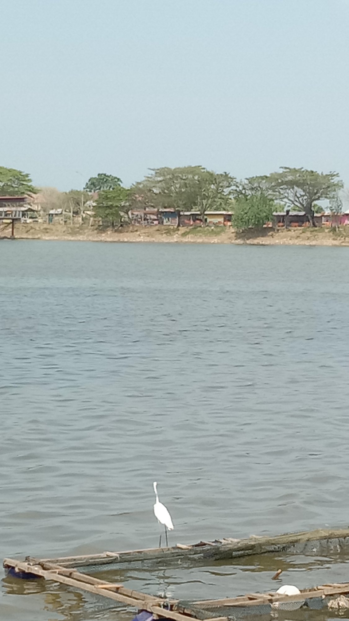 A daytime, medium-distance shot shows a body of water, likely a lake or bay, with land and structures visible in the distance, and a white bird standing on a wooden structure in the foreground. The bird is slender with a long neck and legs, possibly an egret or heron. The wooden structure appears to be a raft or dock, partially submerged.
The water is calm with slight ripples on the surface. The distant land is populated with trees and what appear to be small buildings or houses, some with red roofs. The sky is overcast. Given that the location is Lhokseumawe, Indonesia, this could be a view of one of the many coastal or inland waterways in the region. The presence of the wooden structure and the bird suggests a natural or semi-natural environment.
