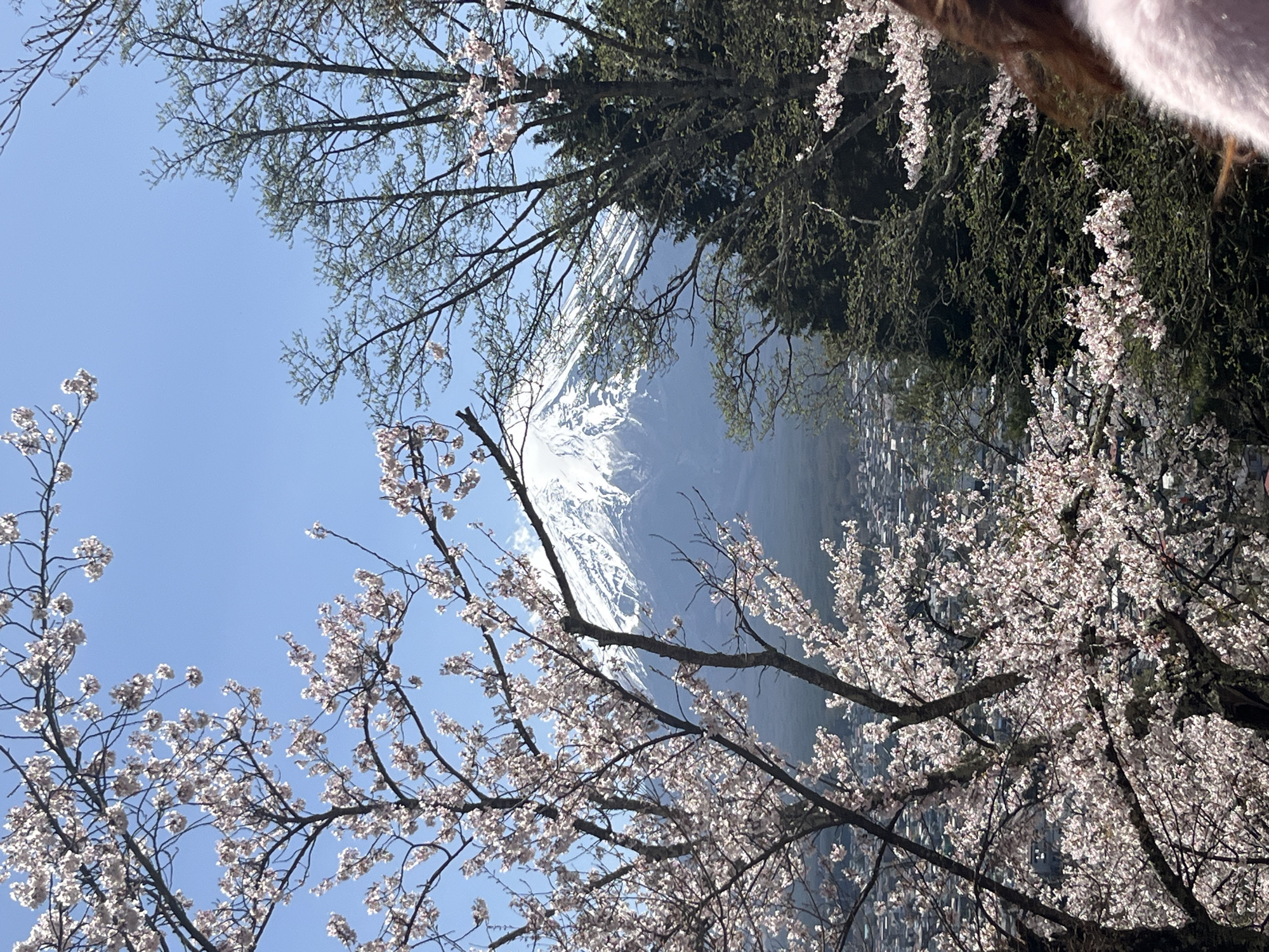 The scene is Fujiyoshida, Japan, in front of the snow-covered cone of Mount Fuji. Cherry blossoms are blooming on bare branches, framing the mountain. Other trees with leaves can be seen in the background. The sky is clear blue. A building can be seen behind the cherry blossom tree on the right.