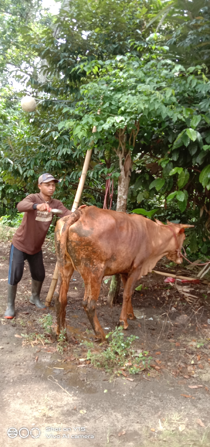 A man is depicted grooming a brown cow in a rural outdoor setting in Ranugedang, Indonesia. The man, wearing a cap, a brown long-sleeved shirt, dark pants with blue stripes, and green rubber boots, is holding a white-handled brush or scraper with a metal head. He is actively cleaning the cow's hindquarters.
The cow is a reddish-brown color with some lighter, mottled patches and dark stains, possibly mud, on its coat. It has small horns and a rope around its head and neck, suggesting it is tethered. The animal stands still on damp, muddy dirt ground, which features scattered patches of green grass and small plants.
The background is filled with dense, lush green foliage from numerous trees and bushes, characteristic of a tropical environment. A tall, pale bamboo pole stands vertically near the cow. Further back, red ropes or ties are hanging from a tree trunk. In the upper left portion of the image, a light-colored, spherical object is suspended by a string among the leaves.
The scene is illuminated by bright, natural daylight, indicating it is daytime. The muddy ground suggests recent rain or generally damp conditions. The man appears focused on his task, while the cow remains calm. Visible text in the bottom left corner reads "WIDE", "Shot on Y15", and "Vivo AI camera", identifying the photographic device.