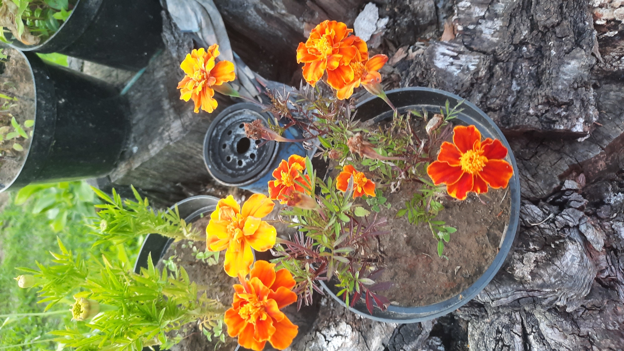 This is a close-up, eye-level, outdoor shot of potted marigolds. The flowers are a vibrant orange and yellow, with some buds visible. They are planted in a dark plastic pot filled with soil. In the background, there are two more black pots with green plants and what appears to be a piece of discarded mechanical equipment. The ground is covered with rough, dark, textured wood. The overall impression is of a somewhat rustic setting, possibly a garden or yard. The image does not contain any people or obvious signs of human activity beyond the presence of the potted plants and discarded items. No specific location in Славенскі сельскі Савет, Belarus can be determined from the visual information alone.