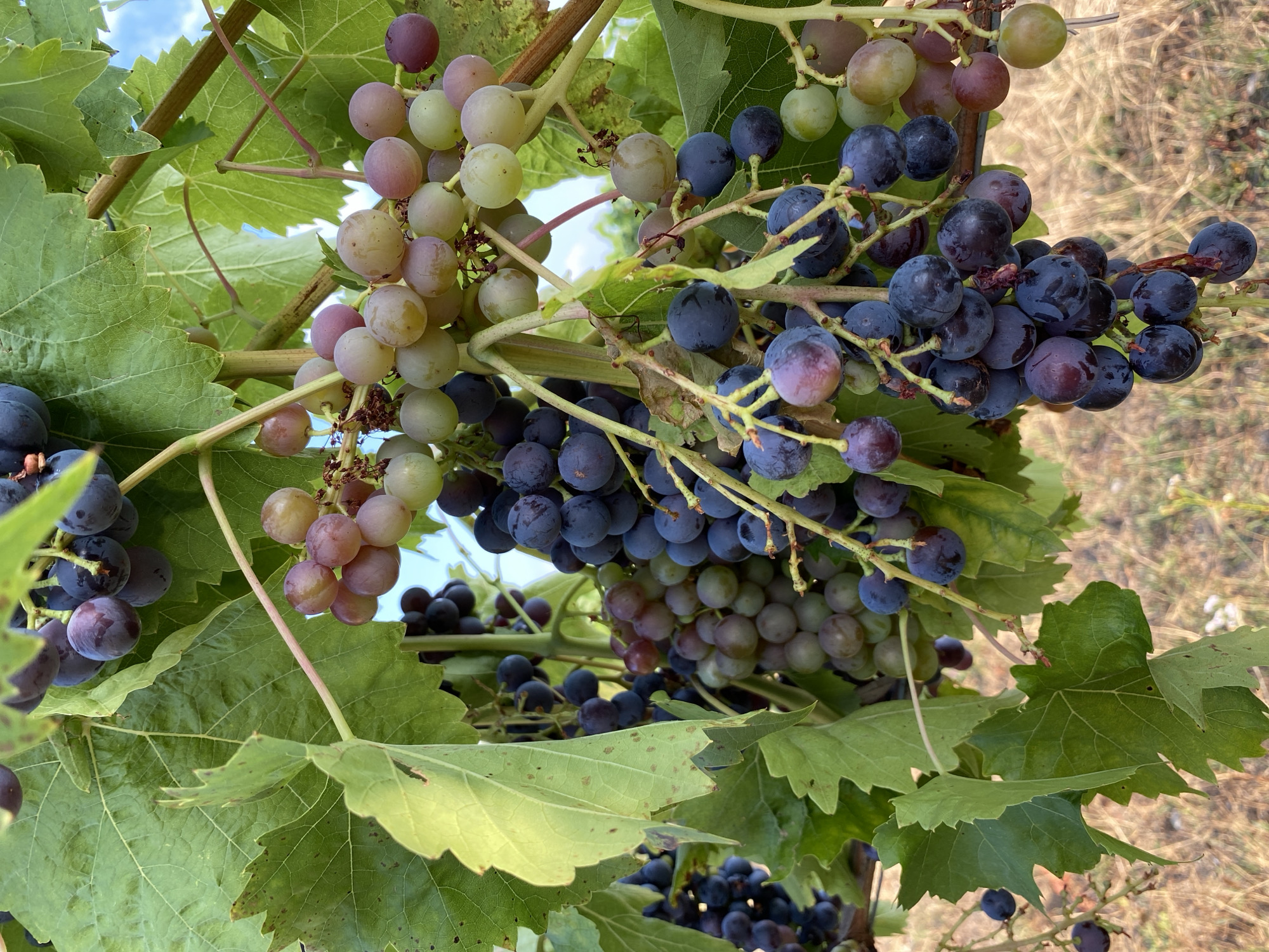 The image depicts a close-up view of grapevines with ripe clusters of grapes. The grapes vary in color, ranging from deep purple and blue to lighter shades of green and pinkish-red. The leaves of the grapevine are a vibrant green, with some showing signs of natural wear. The background is softly blurred, suggesting an outdoor environment with dry, earthy ground and a hint of blue sky with some clouds visible through the foliage. There are no people present in the image. The scene appears to be a vineyard in the vicinity of Bôle, Switzerland.