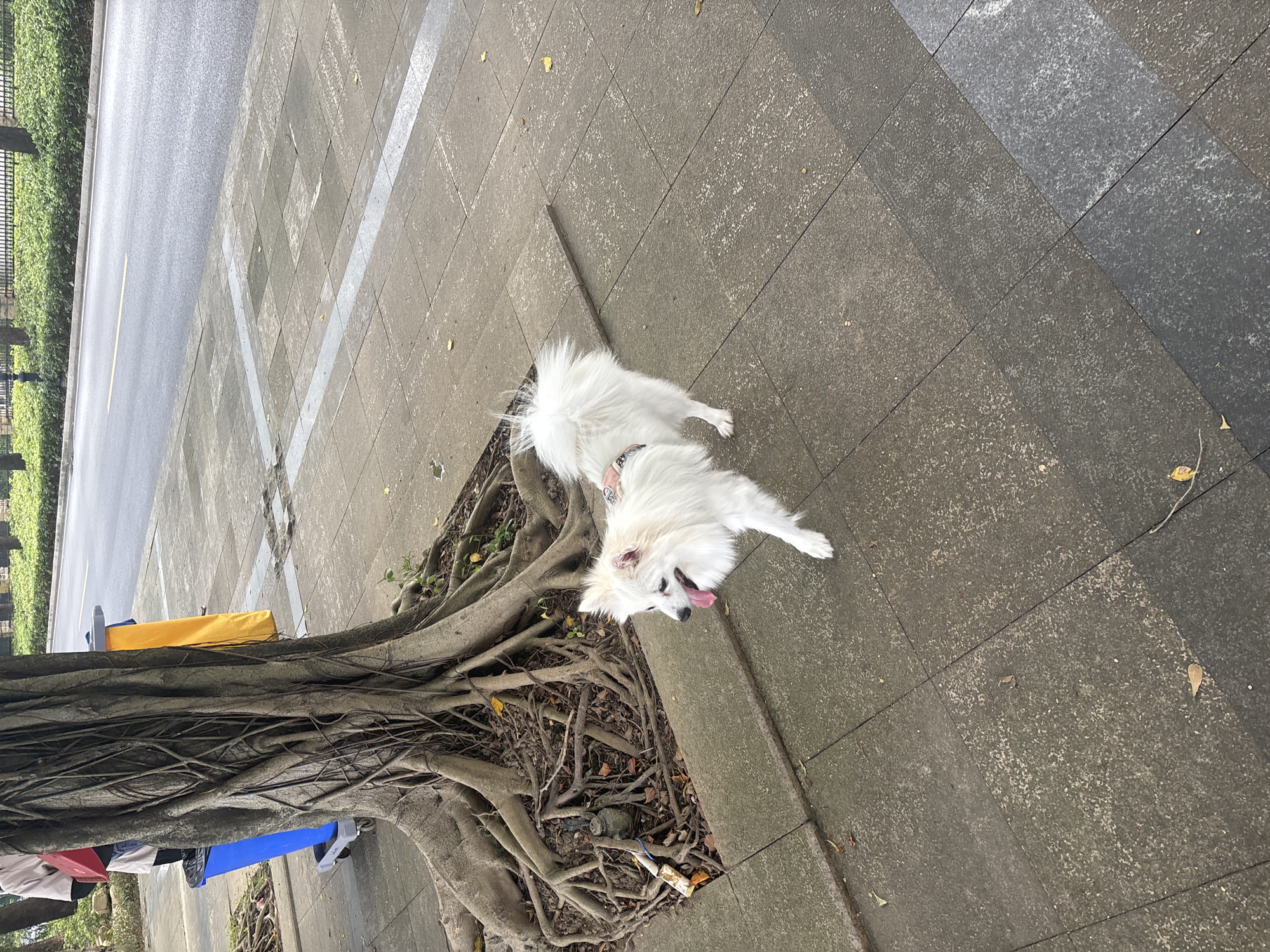 A small, fluffy white dog with its tongue out is lying on a tiled sidewalk next to a large tree with exposed roots. The dog is wearing a collar. The sidewalk is wet, suggesting it might have recently rained. To the left of the sidewalk is a road with a yellow line down the center, and beyond that, a green hedge. In the background, a metal fence is visible. There are some fallen leaves on the ground. The image appears to be taken outdoors during the daytime, with overcast lighting. The dog's pose and open mouth suggest it might be panting or enjoying itself. In the lower left corner, some colorful objects are partially visible, including what appears to be a blue and yellow tarp or bag. The overall scene is an urban street setting, likely in Nanhai District, China, with a focus on the dog and the natural element of the tree on the man-made sidewalk.