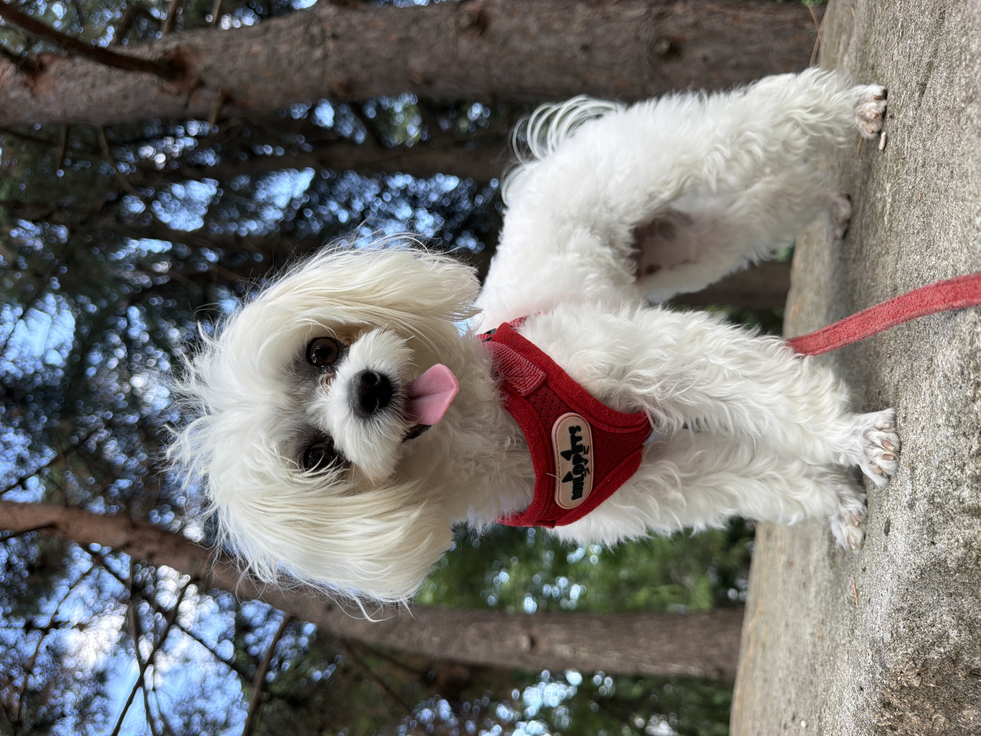 A white Maltese dog, wearing a red harness with a small oval tag, stands on a concrete surface outdoors. The dog has its tongue out and is looking forward. In the background, there are trees with blurred foliage and sky. The scene appears to be in a park or natural setting.