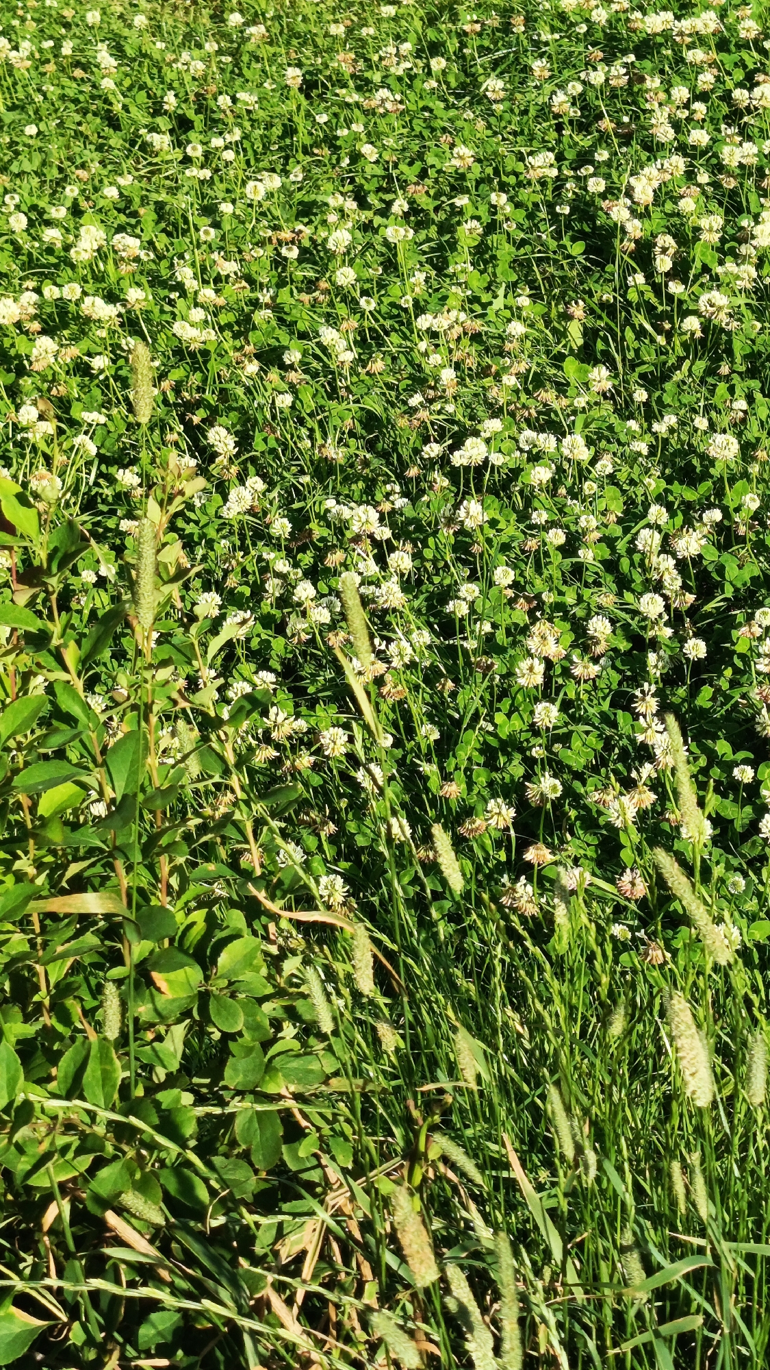 The image shows a dense field of white clover flowers and green grass under bright sunlight. Several stalks of tall, fluffy grass are interspersed throughout the clover. In the lower left portion of the image, a cluster of broader green leaves belonging to a different plant is visible. The scene appears to be an outdoor natural environment, likely a meadow or uncultivated field. No people or man-made structures are present. The location is Zvenigorod, Russia.