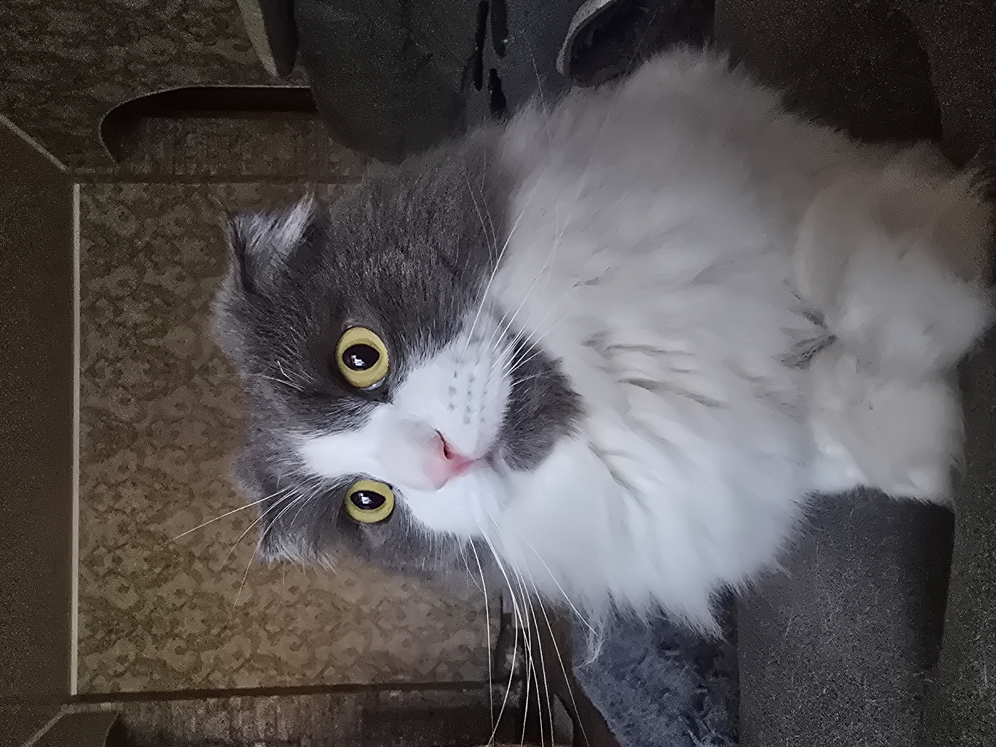 A close-up, eye-level, medium shot shows a fluffy gray and white cat with bright yellow eyes and a pink nose. The cat is sitting on a dark gray textured surface, possibly a sofa or chair. The background features a textured wallpaper with a subtle pattern, and a dark arched opening on the right side. The lighting appears to be artificial, casting soft shadows. The image does not contain any elements that can be used to identify a specific location in the city of Shahtinsk, Kazakhstan.
