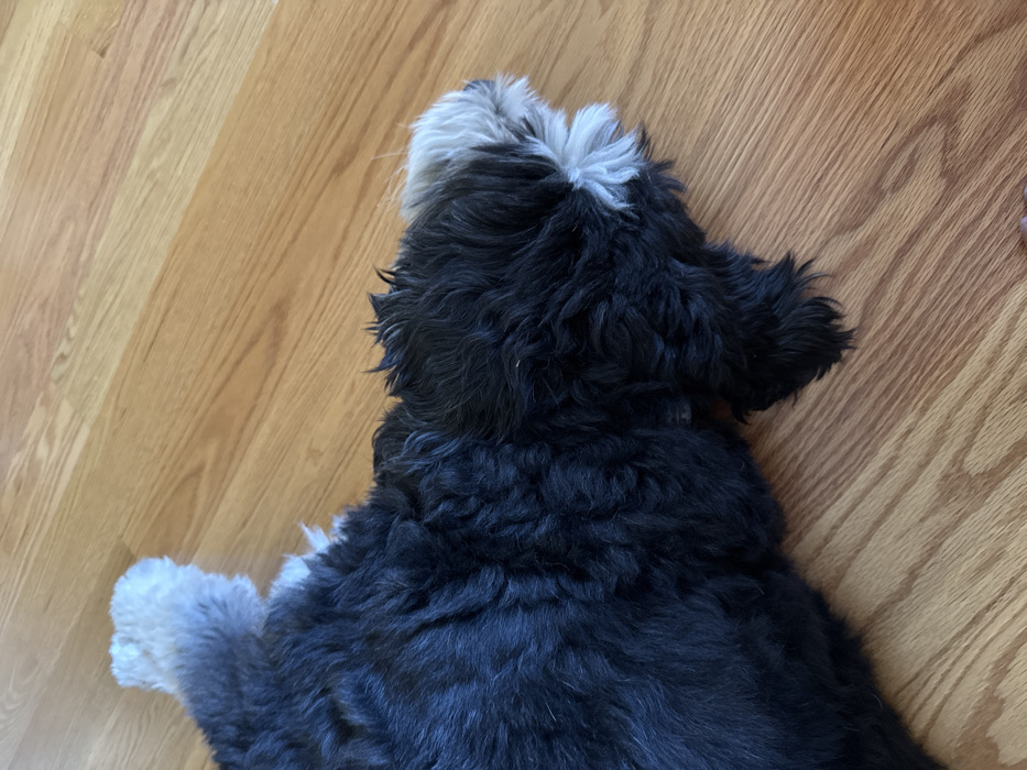 A shaggy-haired dog with predominantly black fur and distinct white markings on its head and one visible paw is depicted lying prone on a light-toned hardwood floor. The dog's body extends from the left towards the right, with its head resting to the right side of the frame. The fur appears dense and wavy. The floor consists of light brown wooden planks with visible grain patterns, reflecting ambient light. No other objects or individuals are present in the immediate vicinity. The scene is depicted as occurring in Princeton, United States.