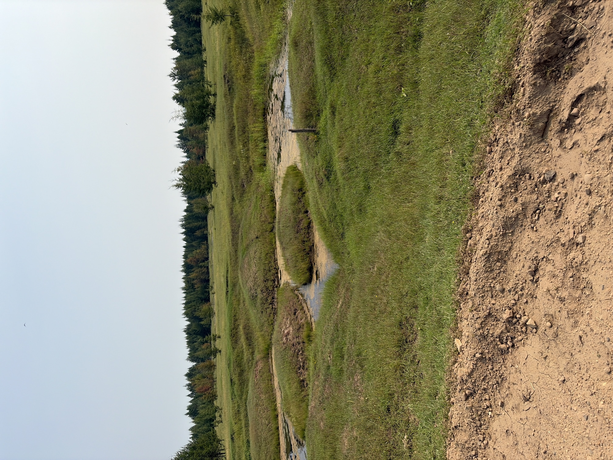 A wide shot shows a rural landscape with a clear sky. In the foreground, a dirt path borders a field of green grass, which is uneven with mounds and small pools of water. In the background, a line of green trees is visible, with some displaying hints of red and orange foliage. A single bird is captured in flight in the upper portion of the image. The scene appears to be devoid of human presence.