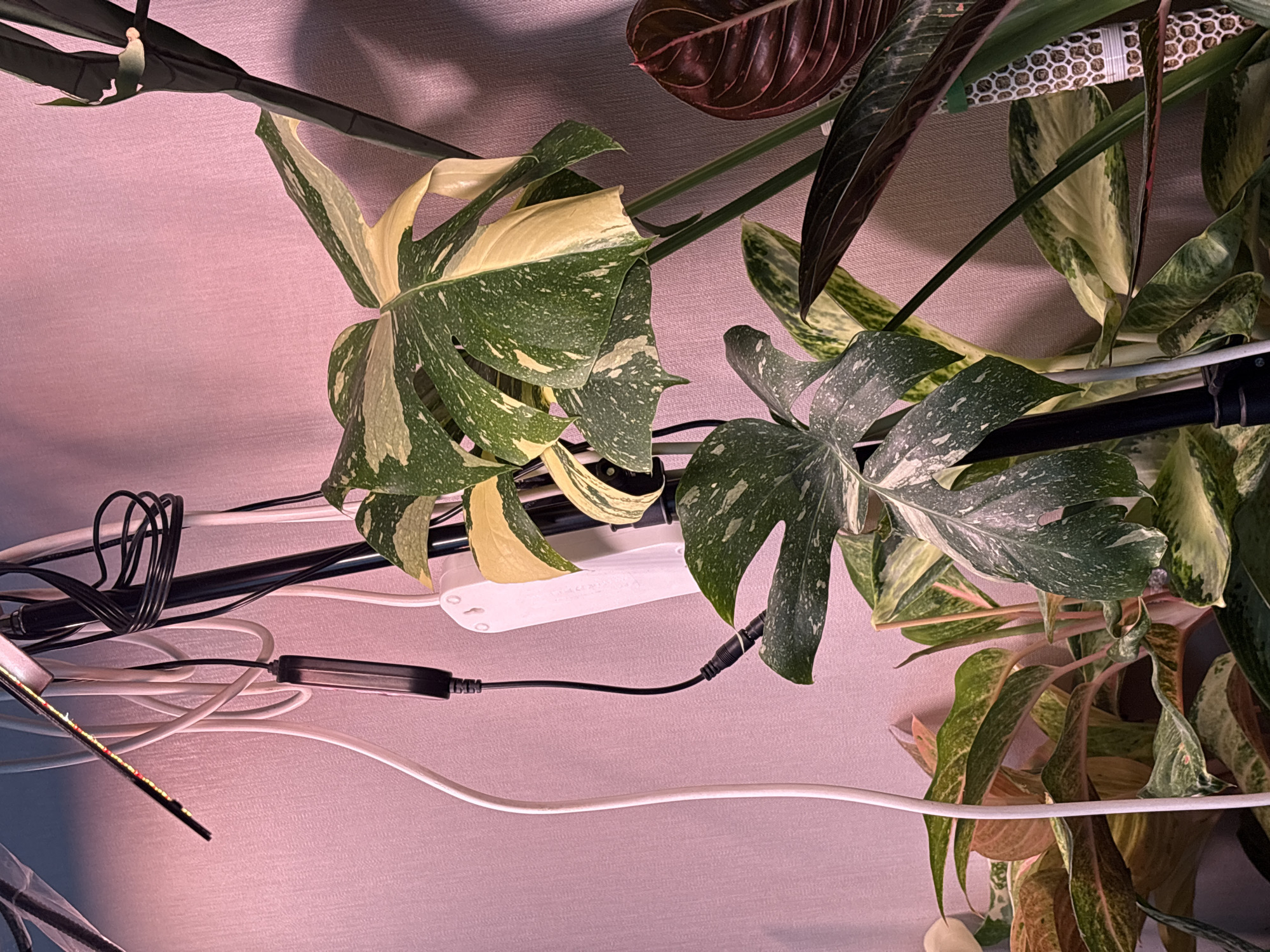 This is a close-up, eye-level, indoor photograph of a collection of houseplants. The lighting appears to be artificial, casting a pinkish hue on the textured wall in the background. In the foreground, several large-leafed plants are visible, with one prominent variegated Monstera leaf featuring patches of cream and green. To the right, a plant with dark red, striped leaves is partially visible. Several electrical cords and a white power strip are also present, suggesting the plants may be under grow lights. The image does not provide any information about a specific location in Mikhaylovsk, Russia, or any human subjects.