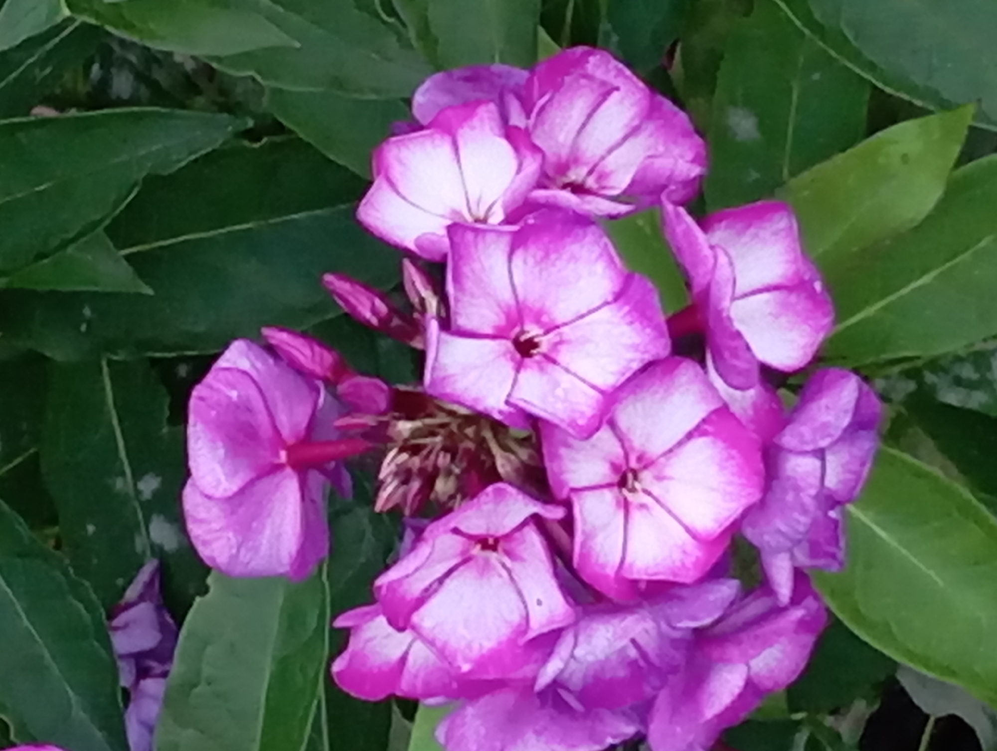 The image shows a close-up of a cluster of purple and white phlox flowers against a background of green leaves. Some of the flowers are in full bloom, revealing their delicate petals, while others are still buds. The lighting suggests it is daytime. The scene is a natural outdoor setting, likely a garden. There are no people or man-made structures visible. The image does not provide any specific information or context related to Białystok, Poland.