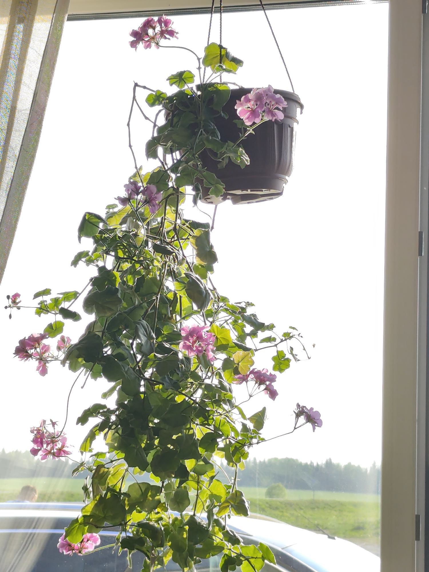 A hanging potted plant with pink flowers and green leaves is prominently displayed in front of a window. Outside the window, a grassy field and trees are visible. The scene appears to be illuminated by sunlight. In the reflection on the car, it looks like there is a person. It's plausible, given the rural background, that this scene is in the vicinity of Нижний Пальник, Russia.
