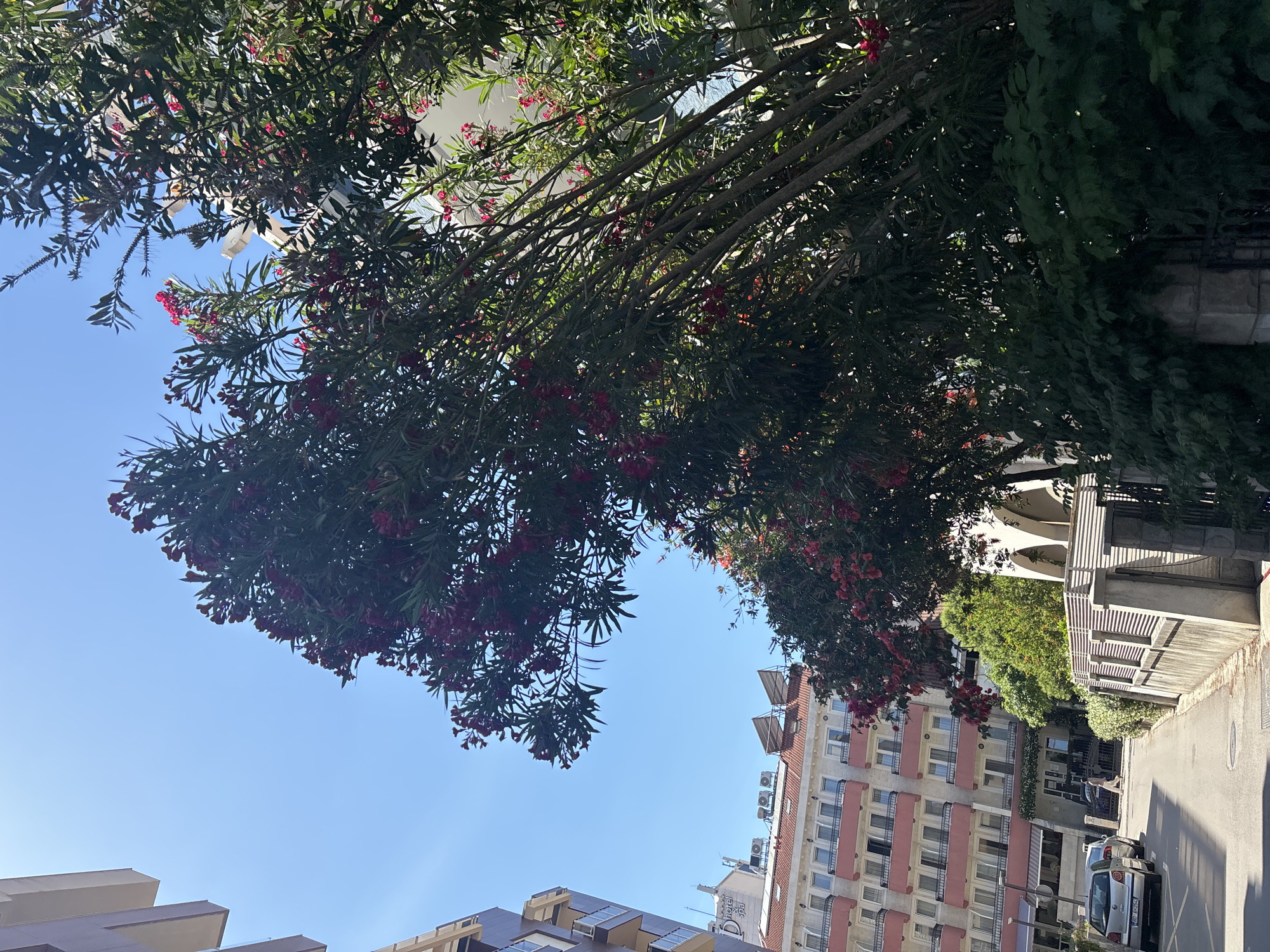The image shows an upward view of a tree with pink flowers in Budva, Montenegro. The sky is clear and blue. Buildings are visible, including a taller building with red and white stripes and a shorter building with tan and brown details. There are parked cars on the side of the street.