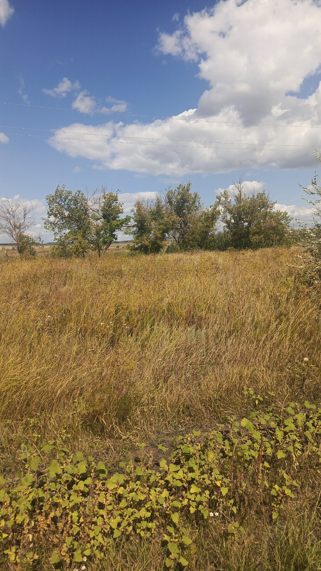 The image depicts a pastoral landscape with a field of dry, golden grass in the foreground, transitioning to a line of trees in the middle ground. The sky is blue with scattered white clouds. In the lower foreground, there is a patch of green leafy plants. In the far distance, there appears to be a treeline. The scene is consistent with the natural environment found in or around Oktyabr'skii Gorodok, Russia. There are no people, animals, or man-made structures other than what appear to be power lines stretched across the sky in the distance.