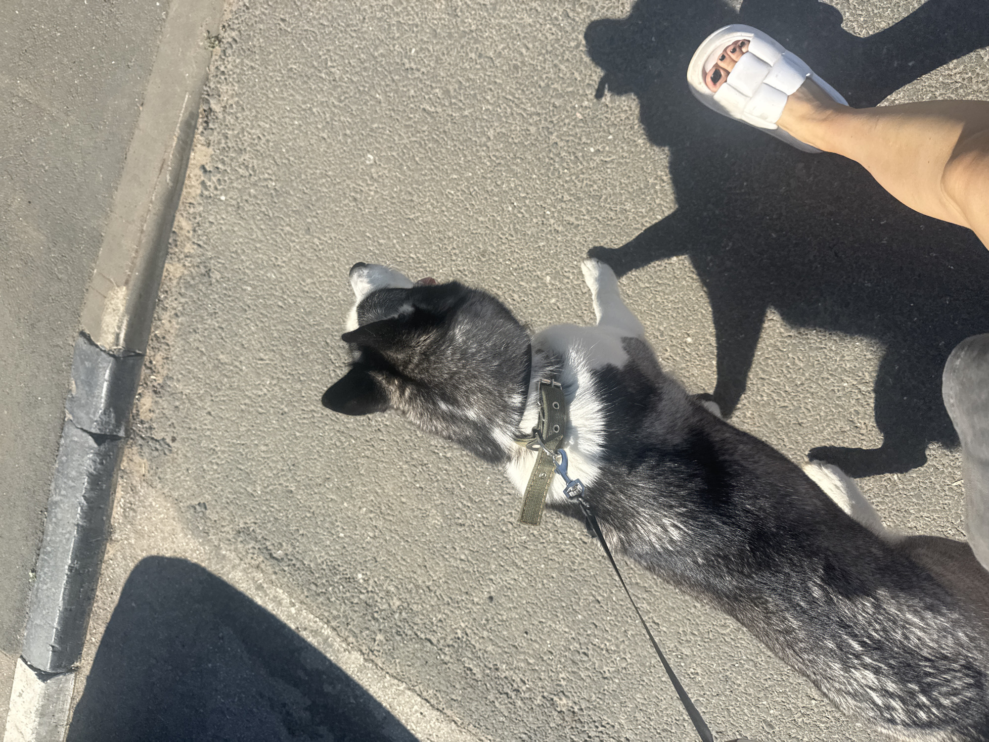 In Tolyatti, Russia, a husky dog with black and white markings is walking on a paved surface next to a curb. The dog wears a green collar and is attached to a leash. The scene is illuminated by sunlight, casting shadows of the dog and a person's legs wearing white woven slides onto the ground.