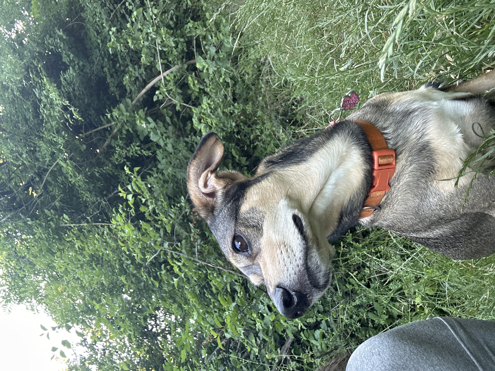 A medium-sized, short-haired dog is pictured outdoors, sitting amidst tall green grass with a dense green foliage background. The dog has a tan and black coat, with a prominent orange collar around its neck, adorned with a pink, flower-shaped tag. The dog is looking to its left, with its head turned to profile. In the lower left corner, a person's shoulder and arm, wearing a gray long-sleeved shirt, are visible. The lighting suggests it is daytime. The location is described as Unknown, Unknown.