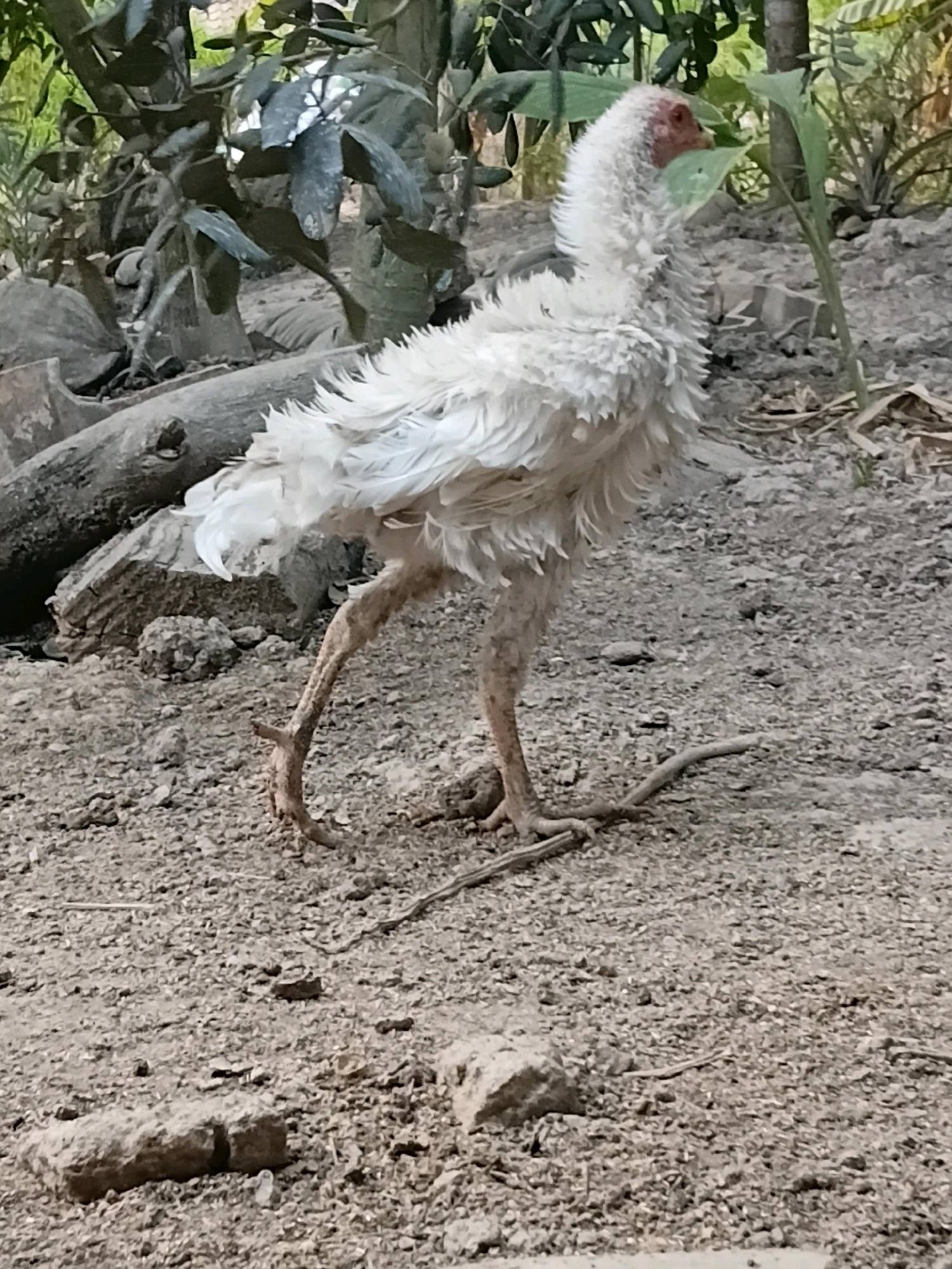 A white chicken stands on rocky ground in Margo Rukun, Indonesia. The chicken has a scruffy appearance with sparse white feathers and a bare red comb and wattle. Its legs are thin and scaly, and its feet are gripping the rough terrain. In the background, there are various plants, some with large green leaves, and rocks. The overall environment appears to be dry and natural.