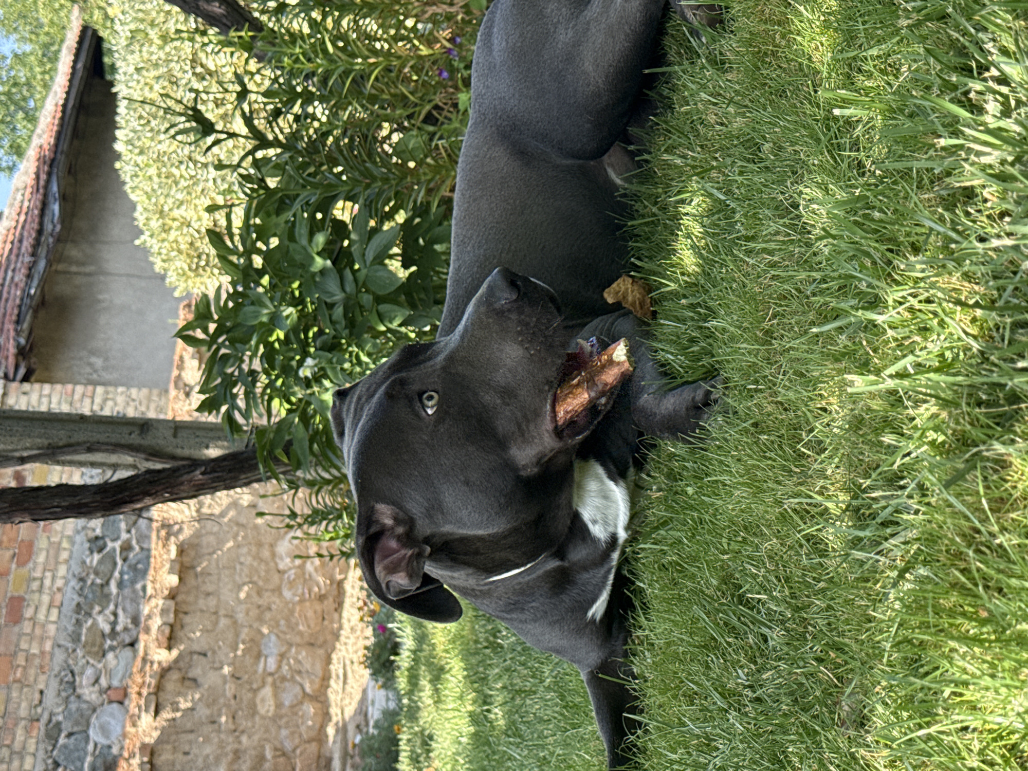 In Tvarditsa, Bulgaria, a dark gray dog lies on a sunlit patch of green grass in a yard. The dog is resting on its left side, with its head turned to the right. It has a white patch of fur on its chest and appears to be chewing on a bone or a chew toy. The background features a weathered brick wall, lush green bushes, and trees, indicating a natural outdoor setting. The overall atmosphere is serene and casual.
