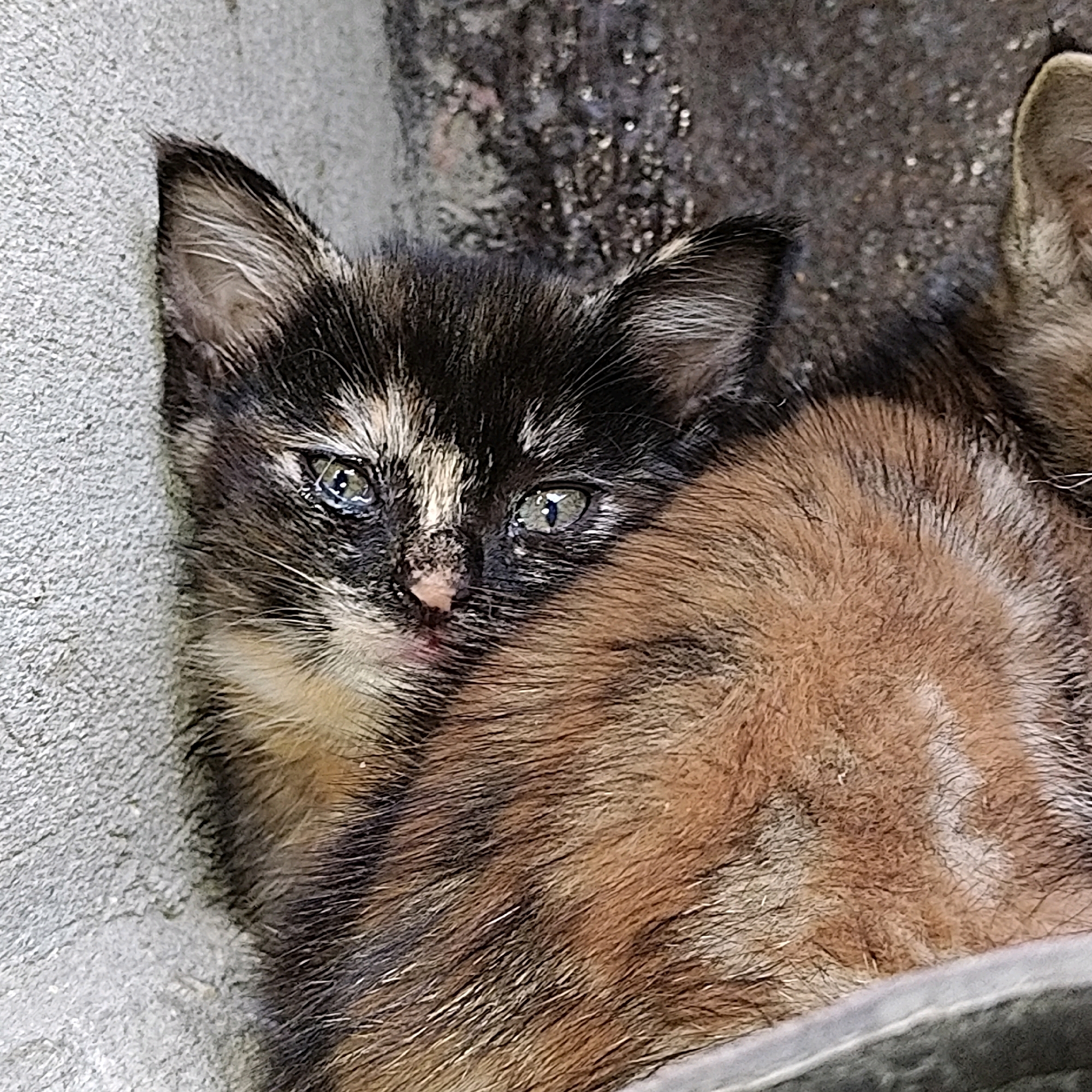 The image displays a close-up, low-angle shot of a tortoiseshell kitten huddled against a textured grey concrete surface. The kitten's head is partially obscured by its own ginger and black fur, with only its face and left ear fully visible. Its eyes are open and appear slightly watery, reflecting light. The kitten's nose is visible and pink. The background consists of the grey concrete wall and a darker, speckled surface behind it, possibly a rough wall or ground. The overall impression is of a vulnerable animal seeking shelter. There is no indication of the city of Khujand, Tajikistan, or any other specific location. The image is a still photograph and does not depict any actions or interactions beyond the kitten's posture.